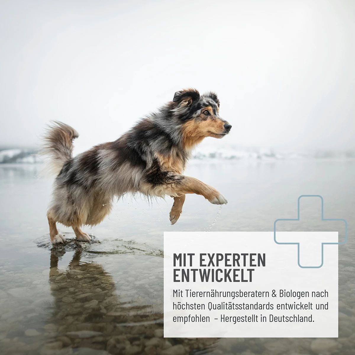 Hund rennt durch Wasser. Text: Mit Experten entwickelt. Hergestellt in Deutschland. Logo. Hintergrund: verschwommene Landschaft.