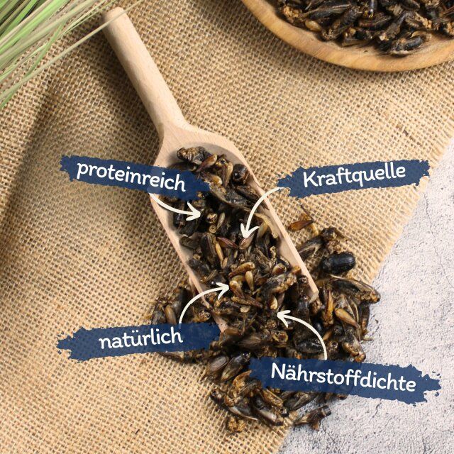 Getrocknete Heimchen auf einem Holzlöffel. Beschriftung: proteinreich, Kraftquelle, natürlich, Nährstoffdichte. Auf Leinenstoff.