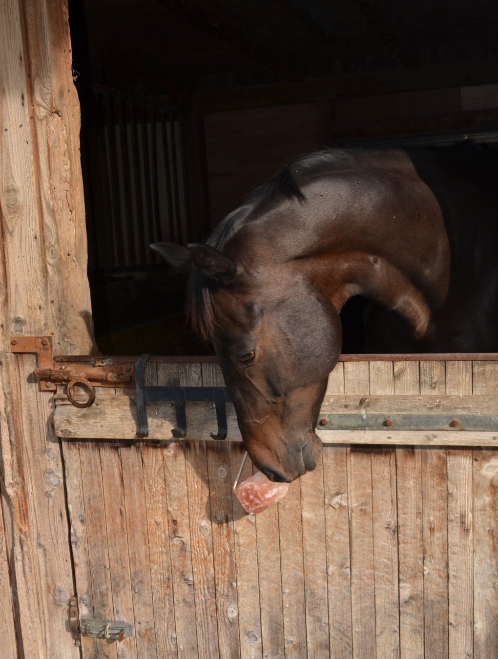 Pferd frisst an einem Salzleckstein in einer Holzbox. Der Stein ist rosa.