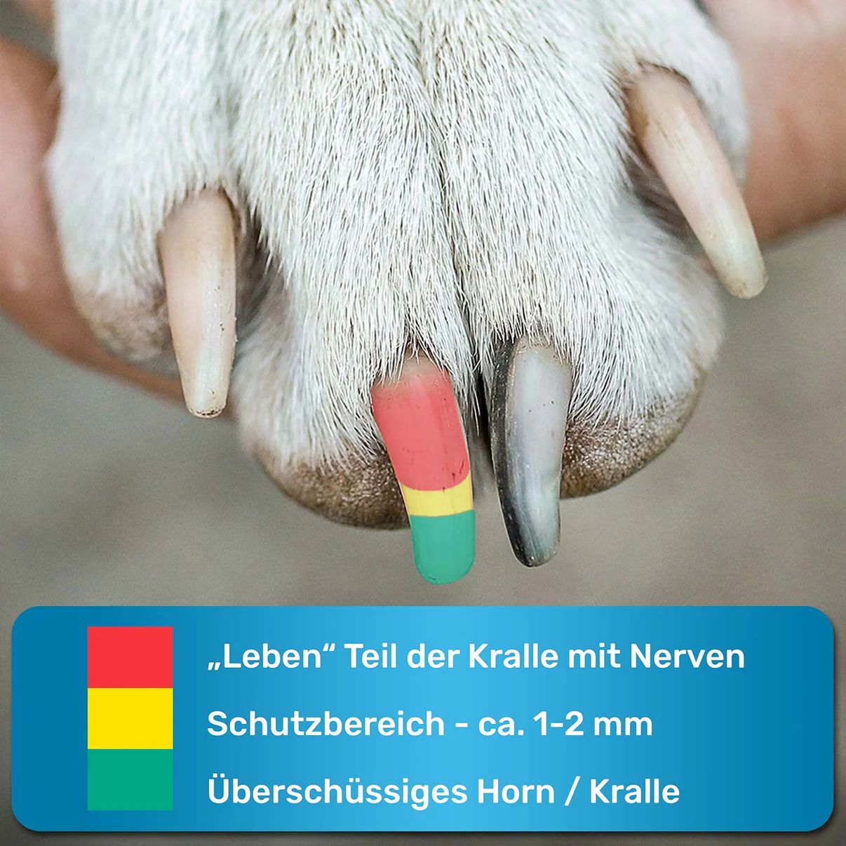 Nahaufnahme einer Hundepfote mit Krallen. Farbige Markierungen zeigen den Bereich zum Schneiden. Text: Leben Teil der Kralle mit Nerven.