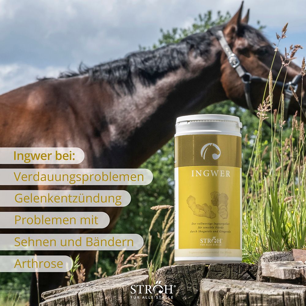 Pferd im Hintergrund neben Produktabbildung. Behälter mit Ingwer-Pellets. Gelbes Etikett mit Produktname. Text: Ingwer bei: Verdauungsproblemen, Gelenkentzündung.