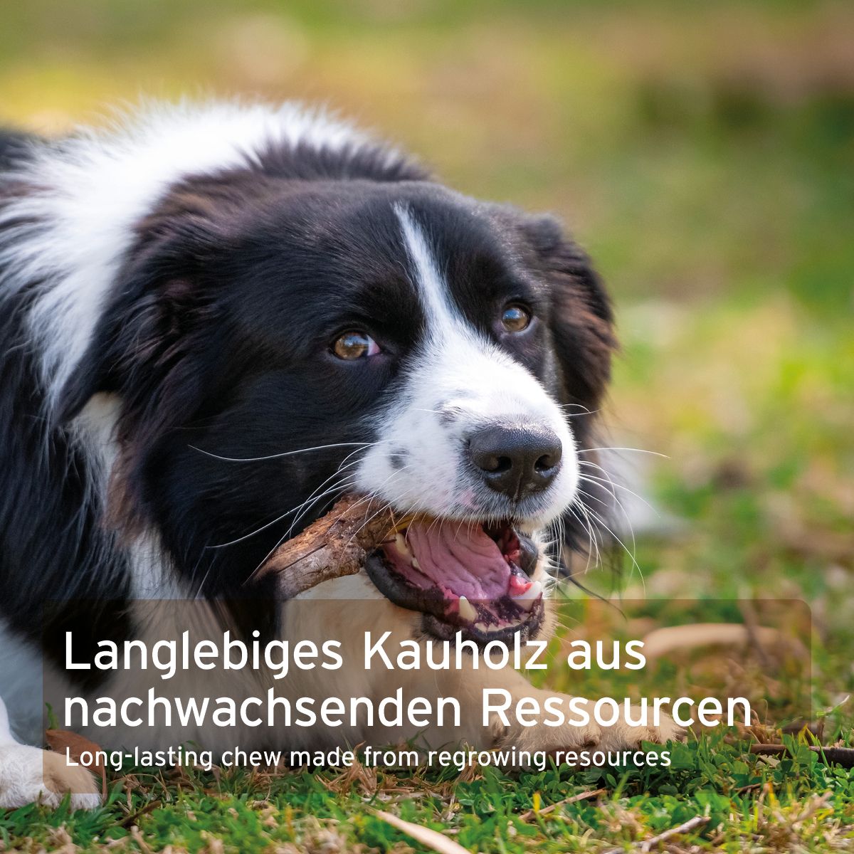 Hund mit Olivenholz-Kauspielzeug im Maul. Text: Langlebiges Kauholz aus nachwachsenden Ressourcen.