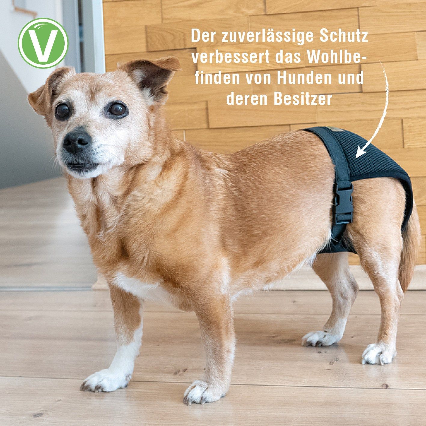 Hündin trägt schwarzes Läufigkeitshöschen. Text: 'Der zuverlässige Schutz verbessert das Wohlbefinden von Hunden und deren Besitzer'.