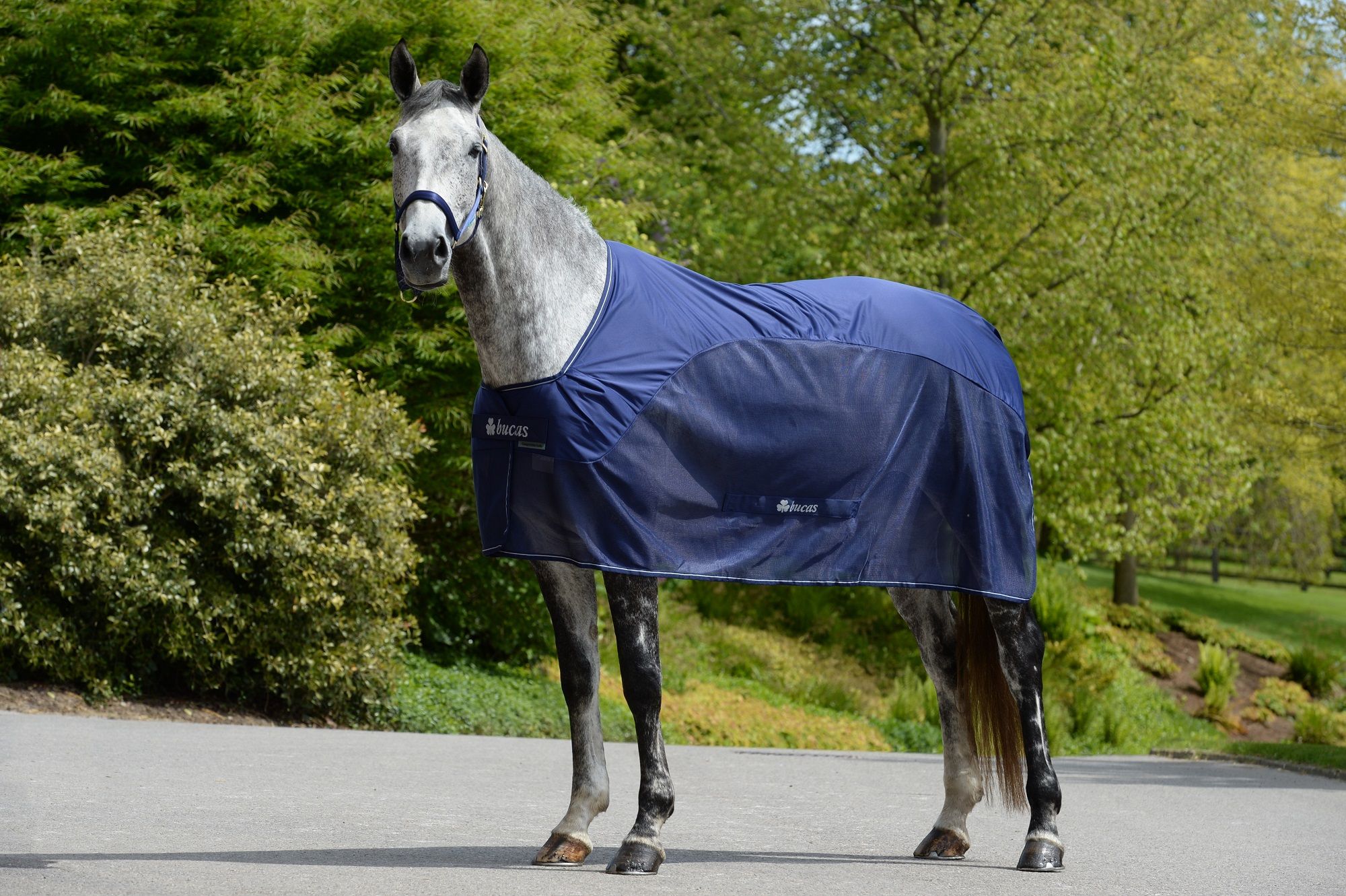 Blauer Bucas Competition Cooler auf einem Pferd. Dunkelblaues Gewebe, Logo auf der Brust. Pferd steht auf Asphalt vor Bäumen.
