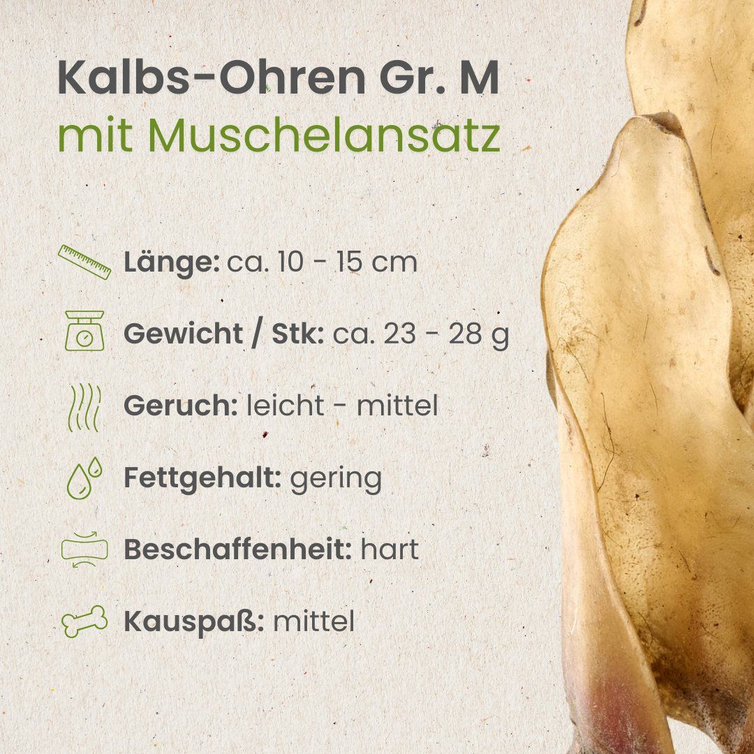 Getrocknete Kalbs-Ohren, Größe M, mit Muschelanlage, auf hellem Hintergrund.