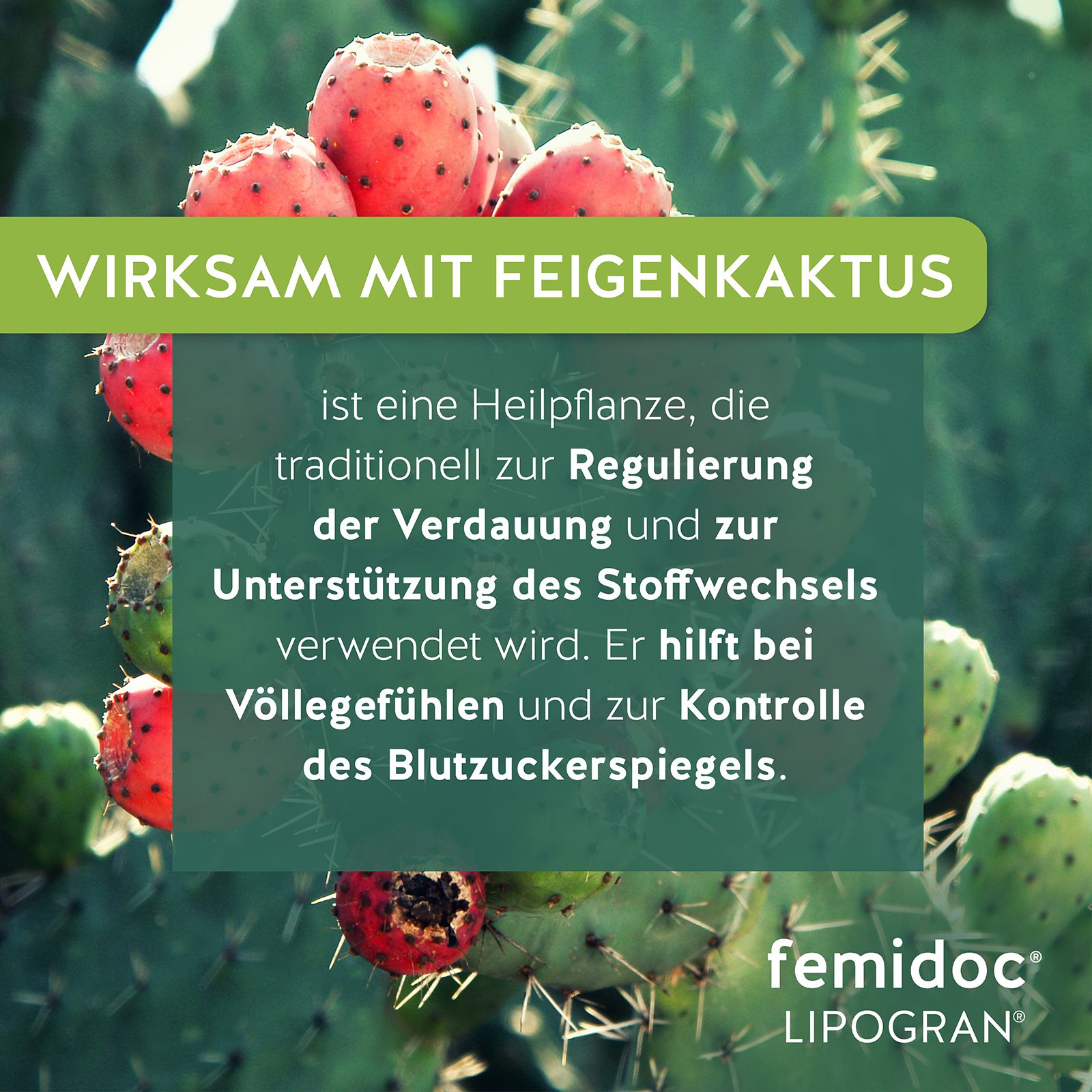 Nahaufnahme einer Feigenkaktus-Pflanze. Text: Wirksam mit Feigenkaktus. Erläuterung der Wirkung auf Verdauung und Stoffwechsel. Logo femidoc® LIPOGRAN®.
