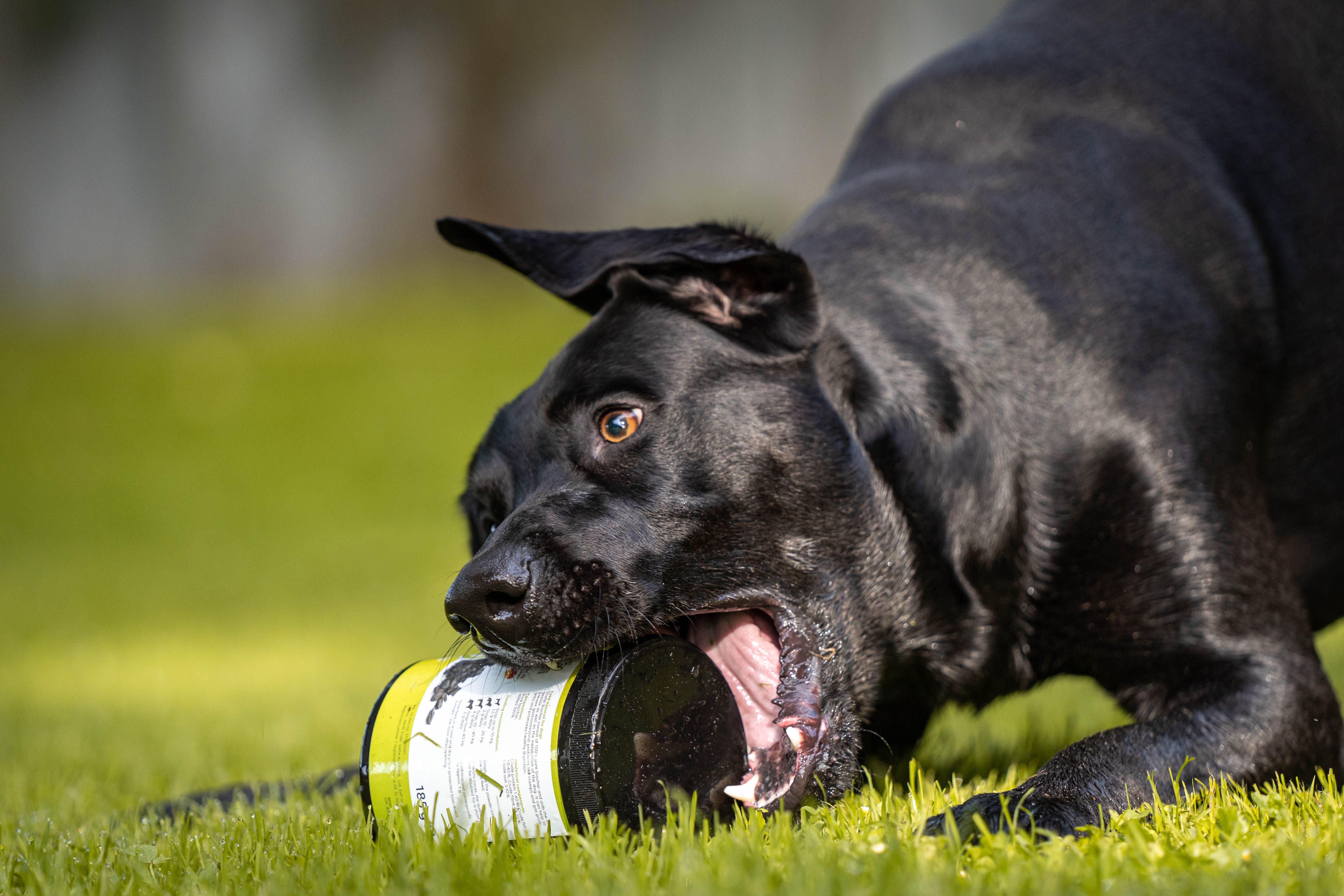 Schwarzer Hund mit Dose im Maul. Dose mit grünem Etikett, Produktname nicht vollständig sichtbar. Hund auf Rasen.