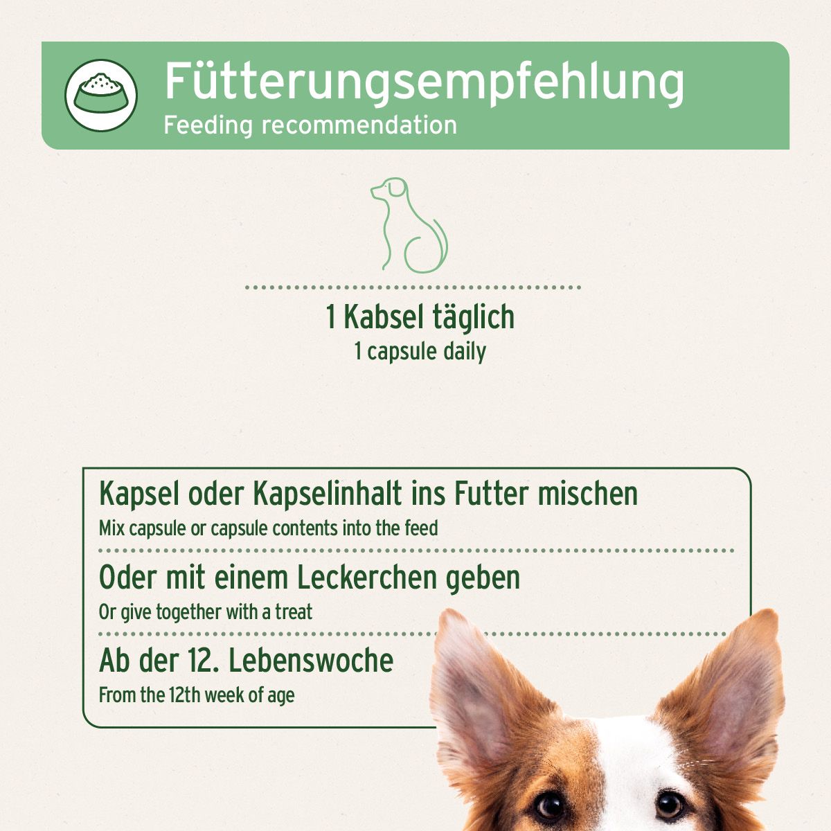 Text auf grünem Hintergrund. Text: Fütterungsempfehlung. 1 Kapsel täglich. Text: Kapsel ins Futter mischen. Hund.