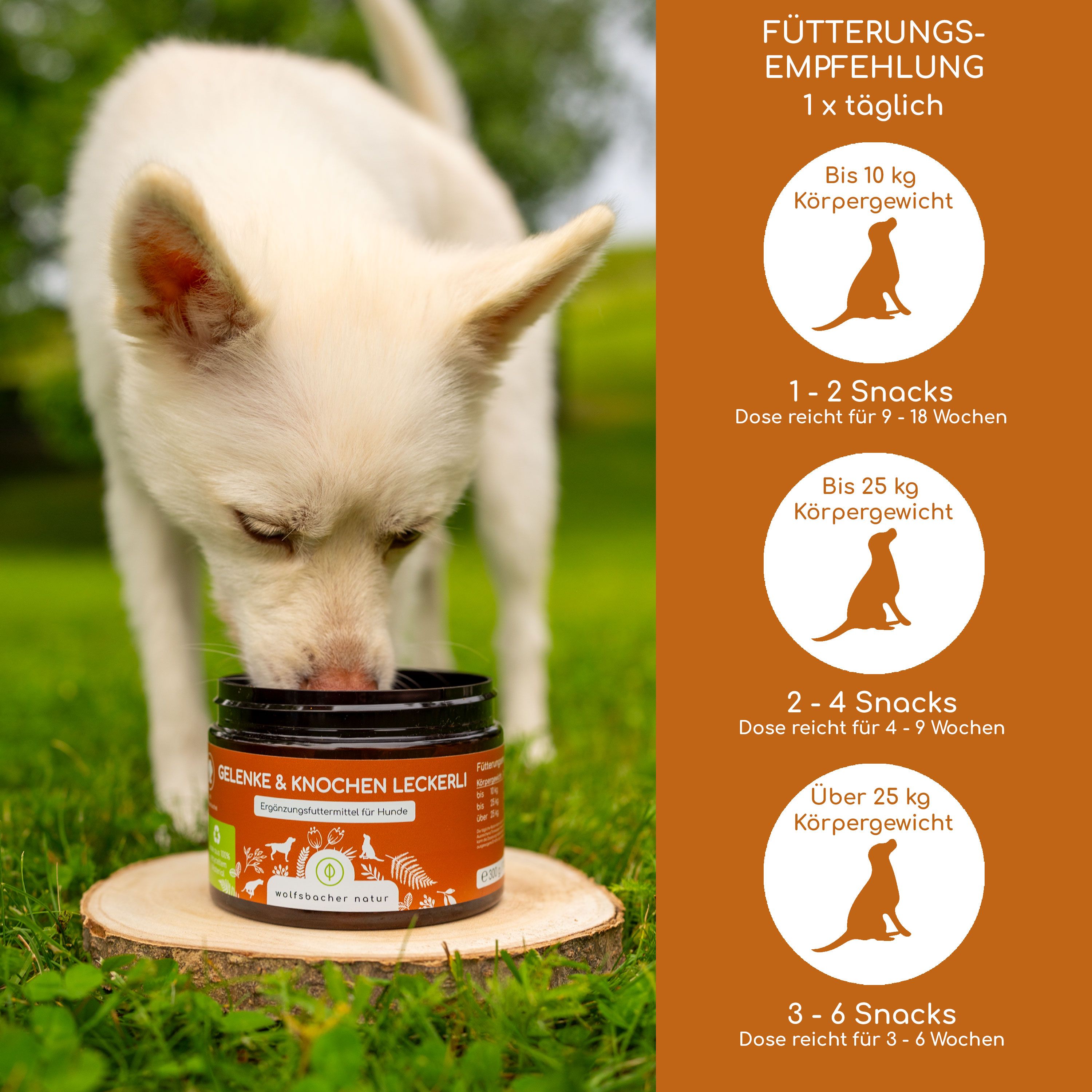Hund frisst Leckerli aus Dose, Fütterungsempfehlung nach Körpergewicht.