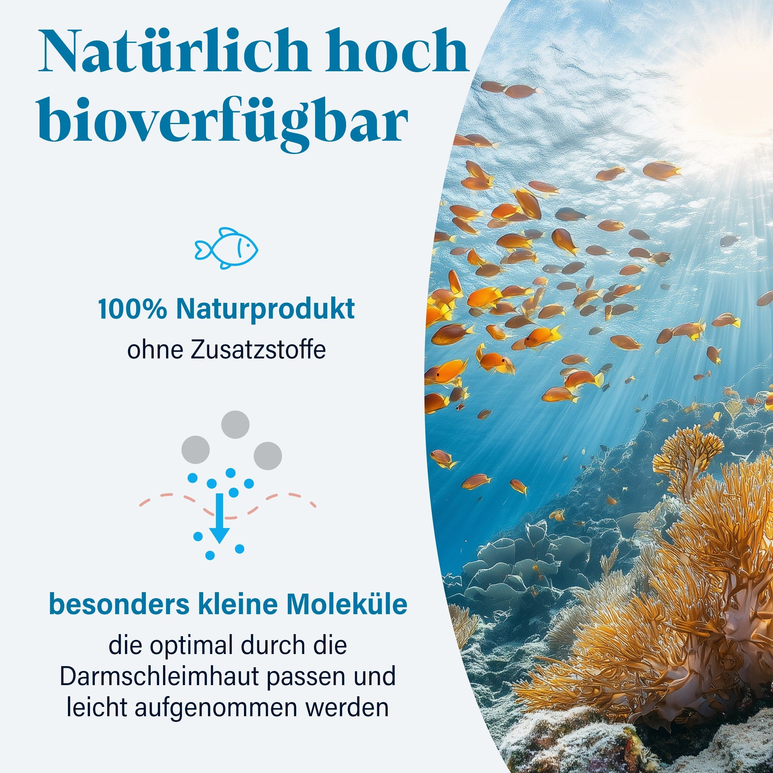 Collagen Pulver Marine - von NovaNature®