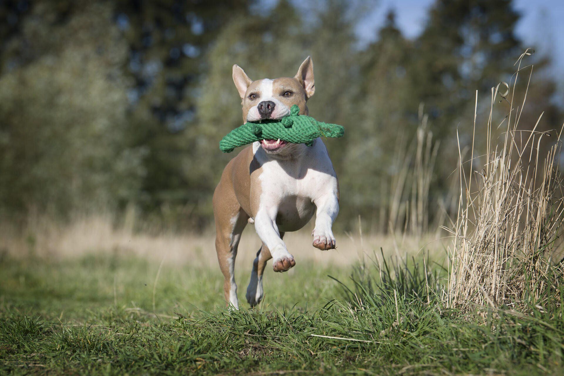 Hundespielzeug Kalli Krokodil - Laboni