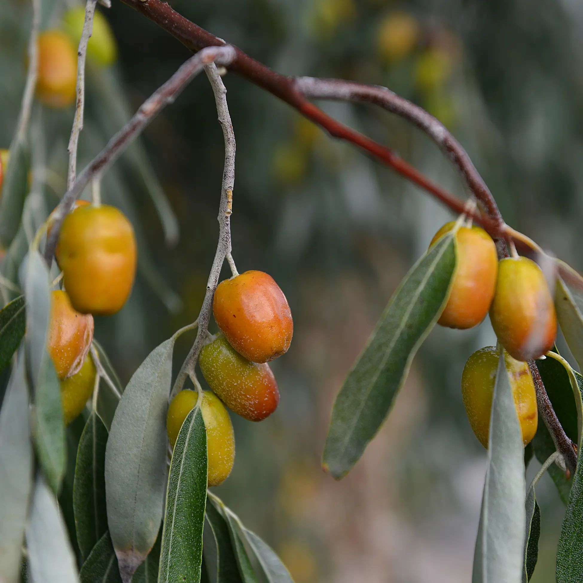 Fruits de Zilverbes sur une branche. Les fruits sont ovales et jaune-orange. Des feuilles vertes sont également visibles.