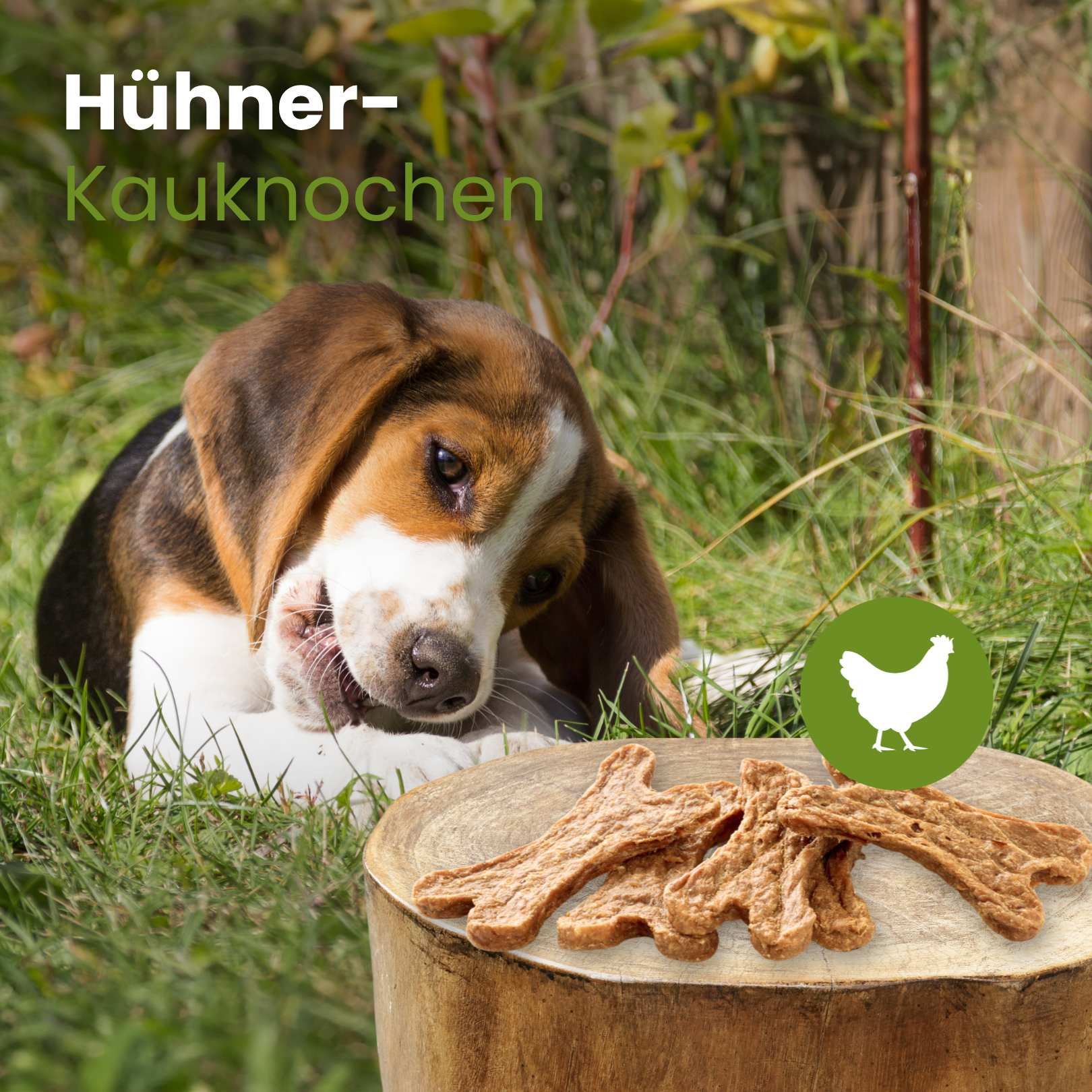 Hund kaut auf einem Hühner-Kauknoochen.