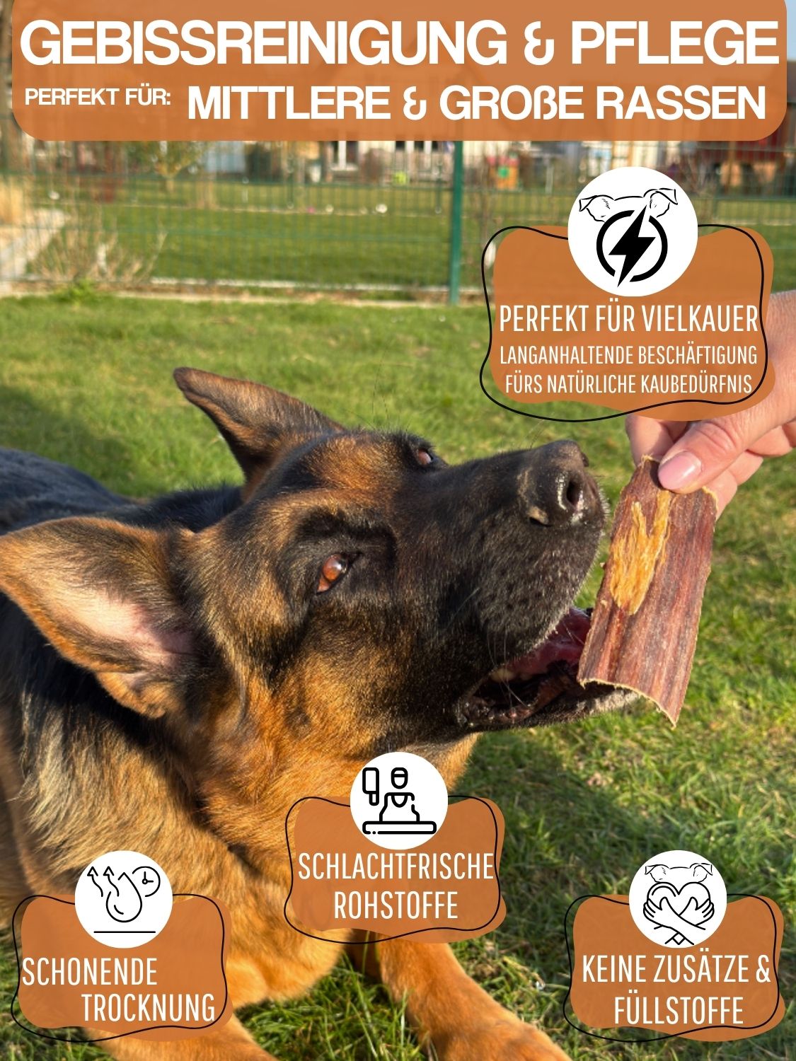 Hund mit getrocknetem Rinderdörrfleisch. Text: Gebissreinigung & Pflege, perfekt für mittlere & große Rassen, schonende Trocknung.