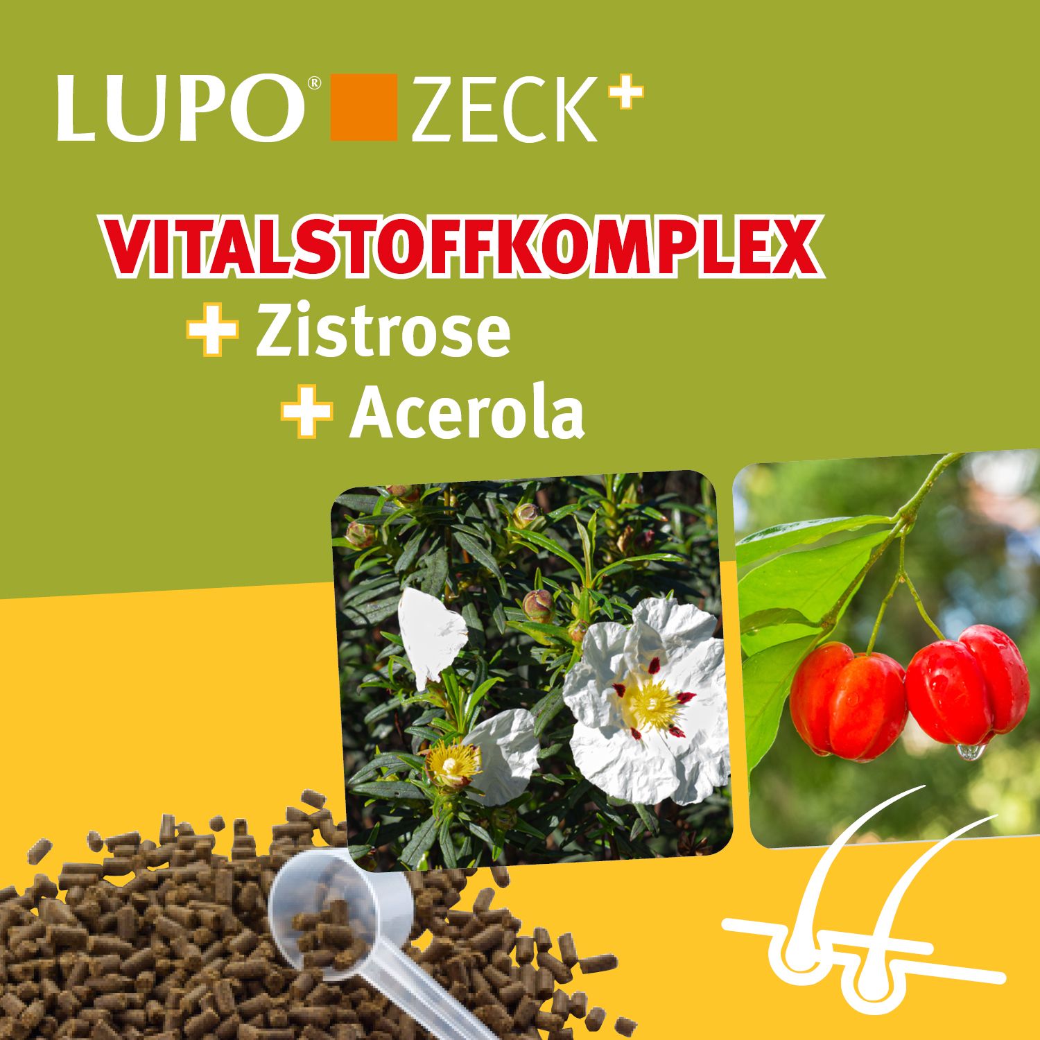 Produktabbildung mit LUPO Zeck+ Pellets. Pellets, Messlöffel, Pflanzenabbildungen und Produktinformationen auf grünem Hintergrund.