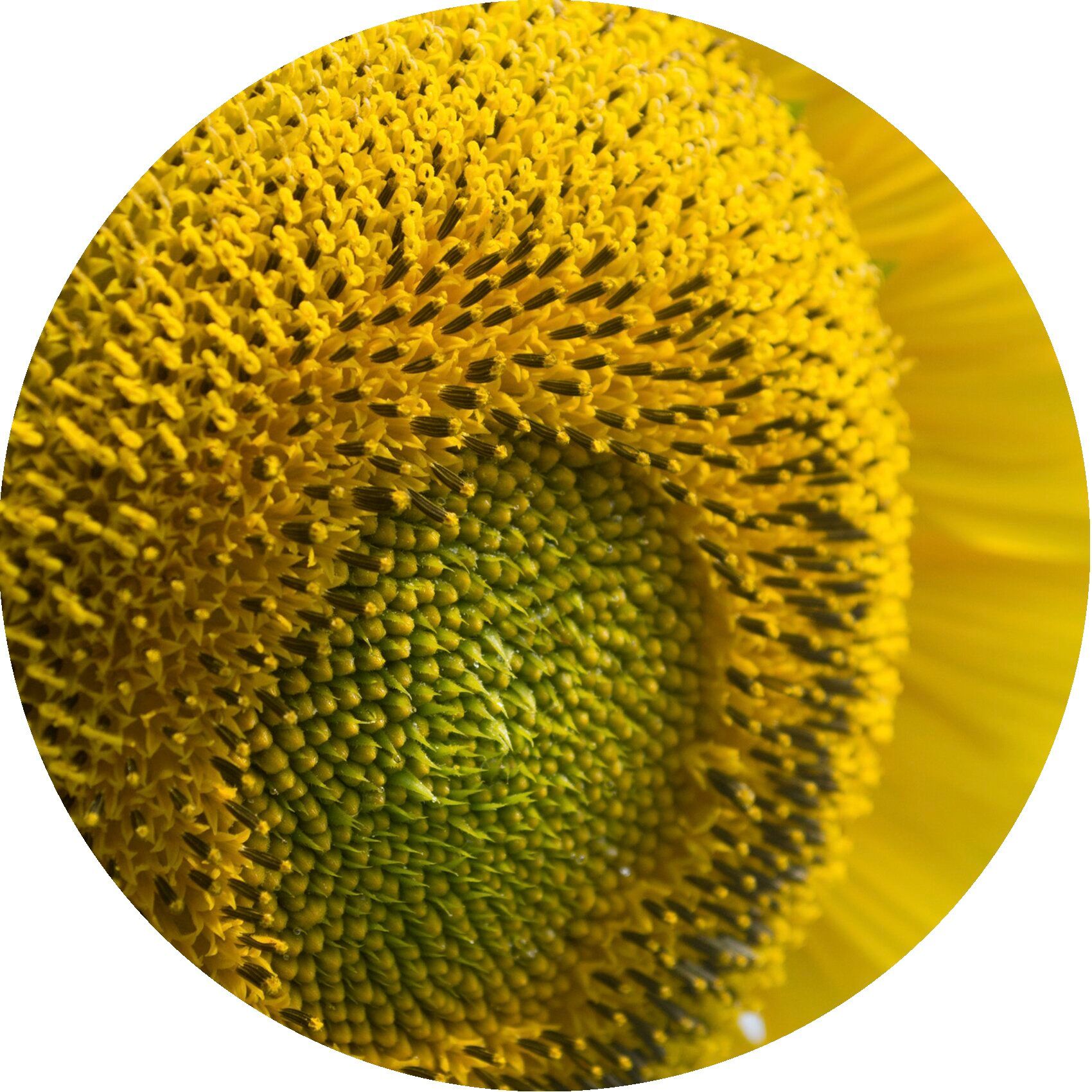 Nahaufnahme einer Sonnenblume. Gelbe Blütenblätter, grüne Mitte, schwarze Samen.