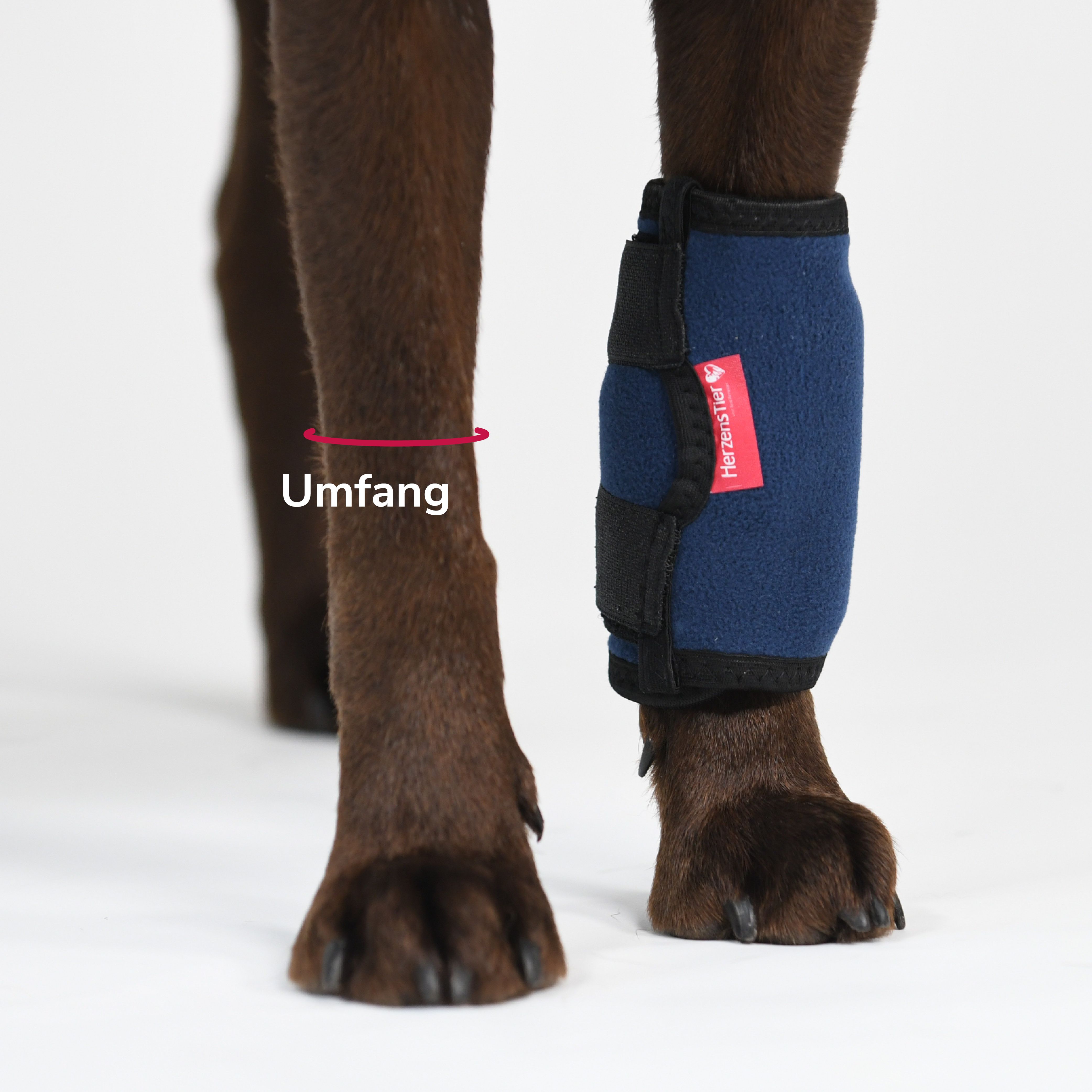 Nahaufnahme der blauen Kühl- und Wärmebandage am Hundbein. Marke 'HerzensTier'.