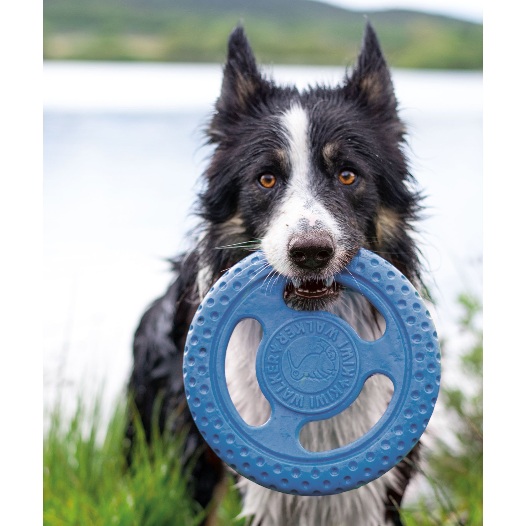 Kiwi Walker Frisbee - Hundespielzeug - Wurfscheibe - schwimmfähig