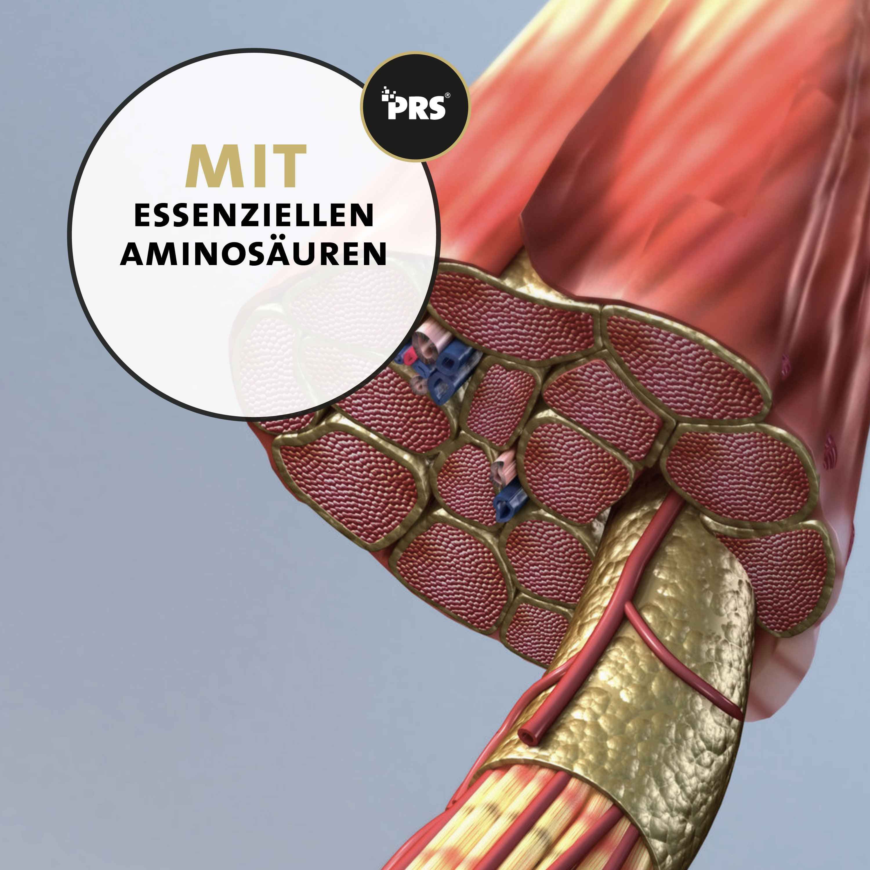 Muskelmodell mit Text: Mit essentiellen Aminosäuren. PRS-Logo.
