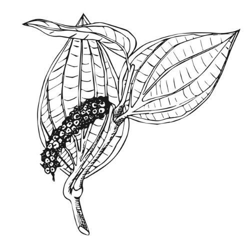 Alteya Organics Schwarzer Pfeffer Öl100%