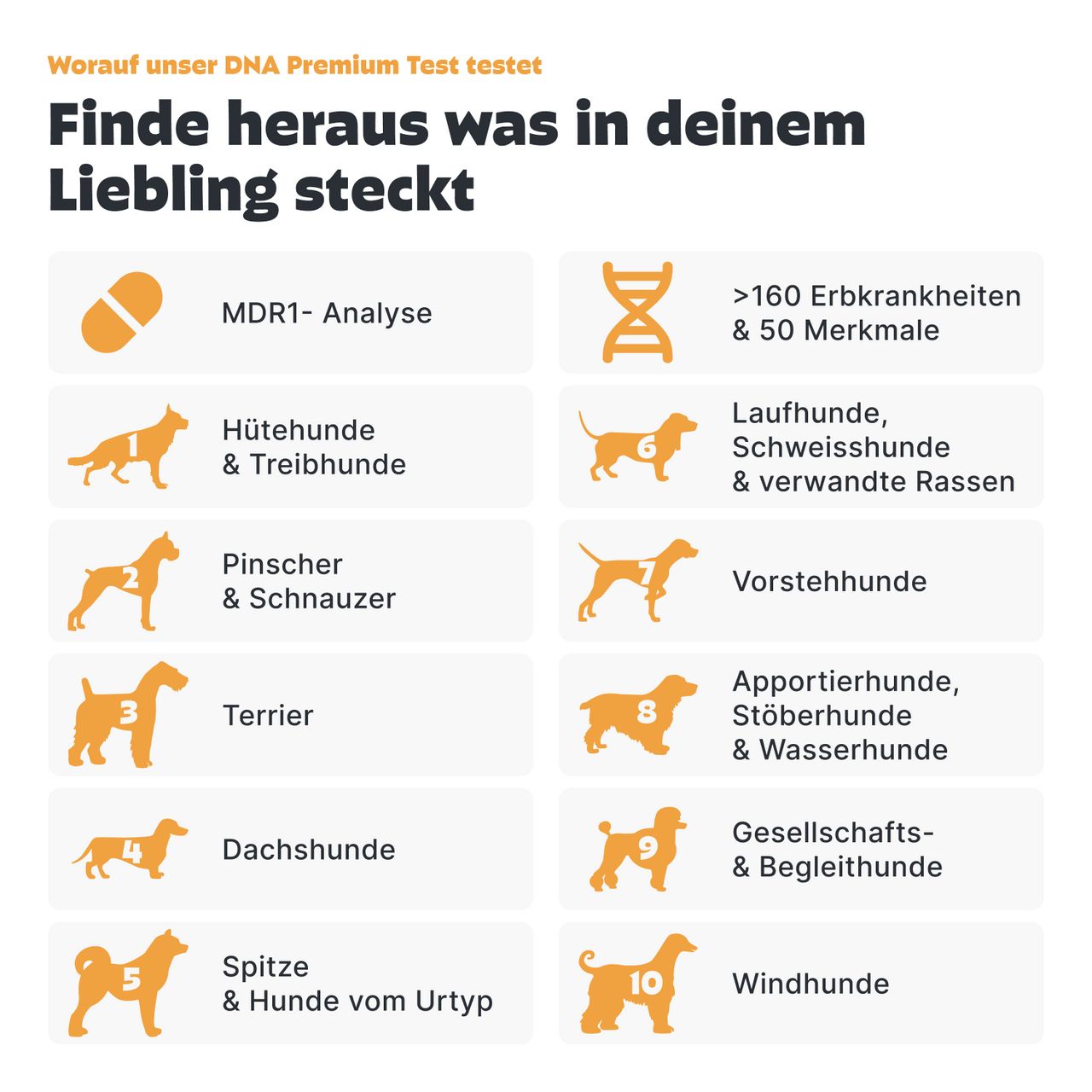 Infografik: MDR1-Analyse, Hütehunde, Laufhunde, Pinscher, Terrier, Dackel, Spitze, Windhunde.