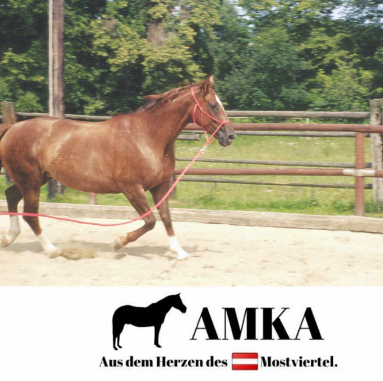 Braunes Pferd mit roter Longe in einer Reithalle. AMKA-Logo unten.