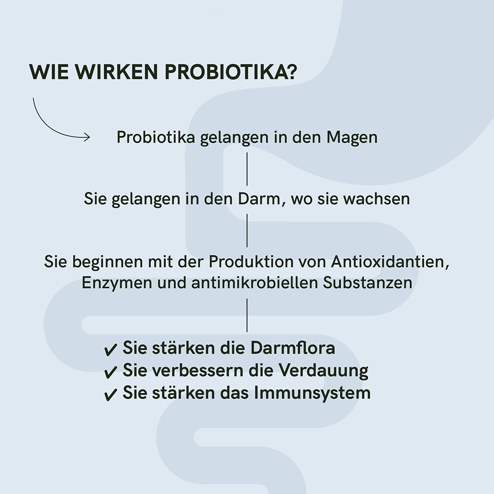 Grafik: Wie wirken Probiotika? Probiotika gelangen in den Magen, dann in den Darm. Stärken Darmflora, verbessern Verdauung, stärken Immunsystem.