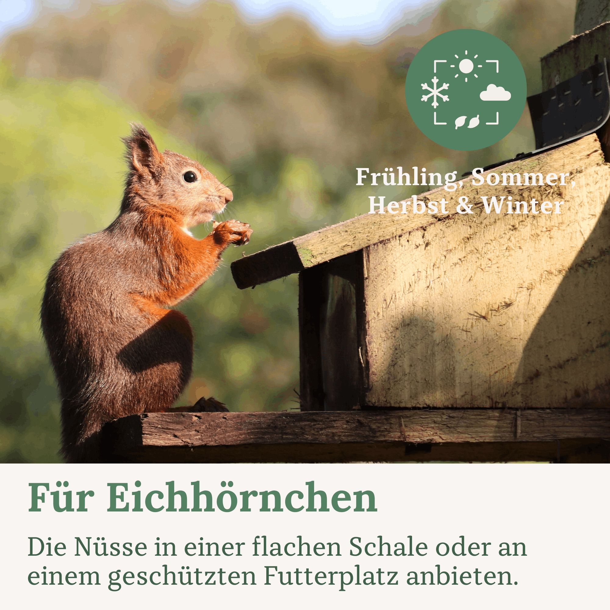 Ein Eichhörnchen sitzt auf einem Futterhaus und isst eine Nuss. Text: Für Eichhörnchen. Saisonale Symbole.