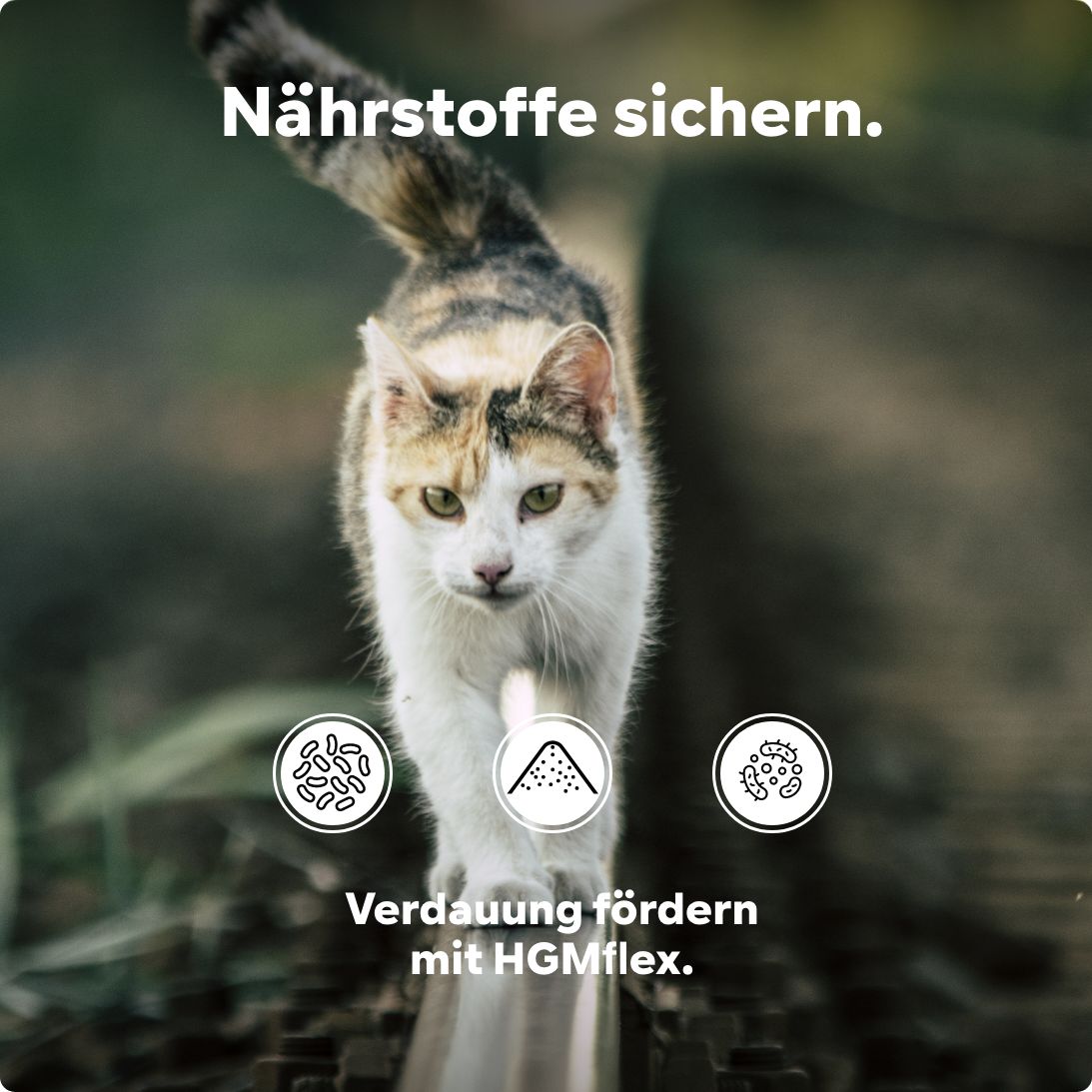 Katze geht über einen Balken. Text: Nährstoffe sichern. Verdauung fördern mit HGMflex. Illustrationen von Bakterien und Sand.