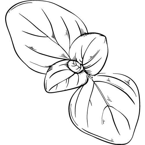 Alteya Organics Basilikumöl 100%