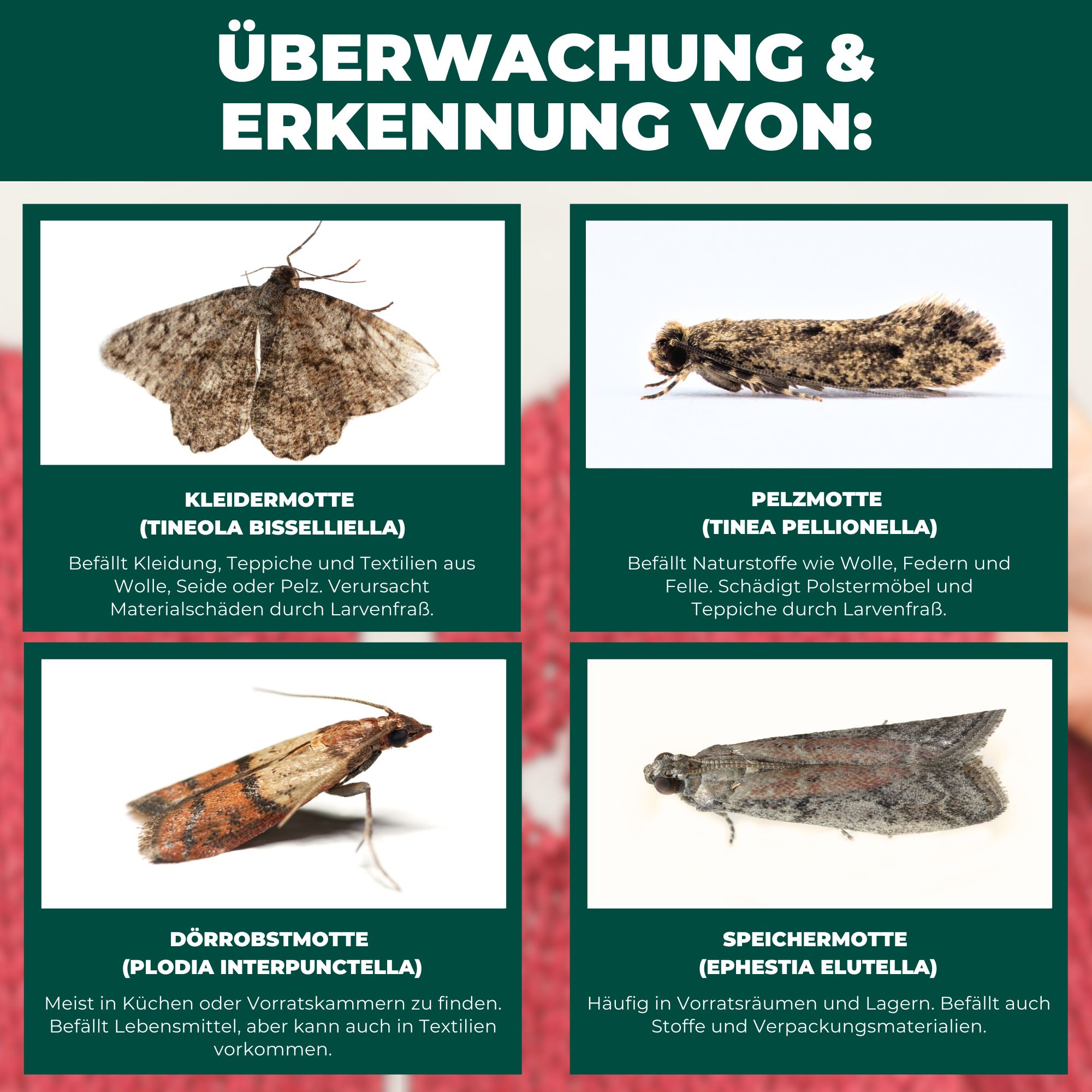 SILBERKRAFT Mottenfalle