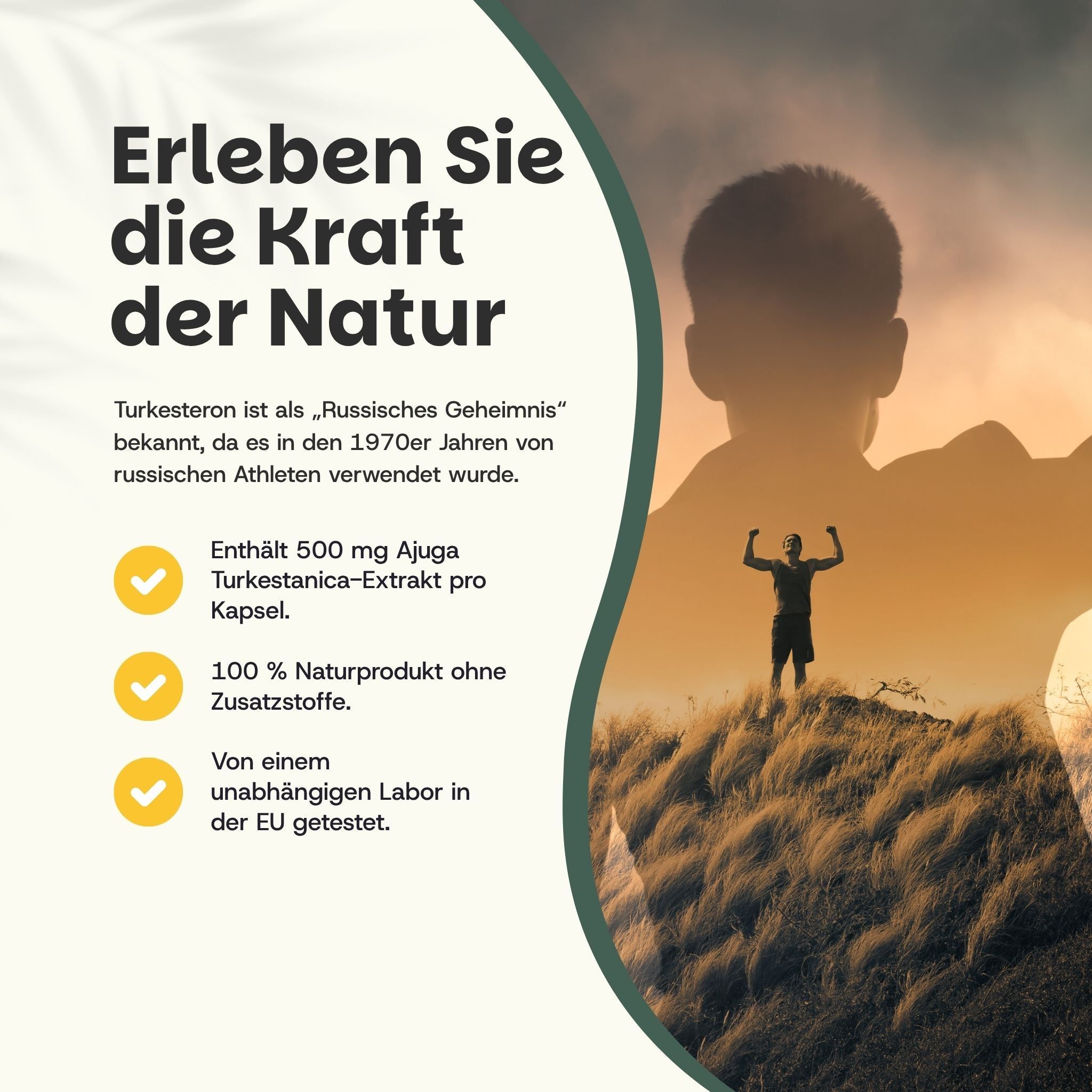 Silhouette eines Mannes auf einem Hügel. Text: Enthält 500 mg Ajuga Turkestanica Extrakt pro Kapsel. 100% Naturprodukt.
