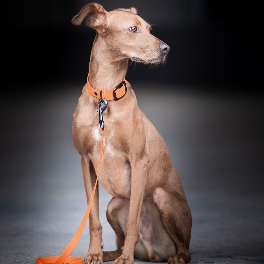 BioThane® City-Leine NEO Neon Orange - WOOFSTUFF