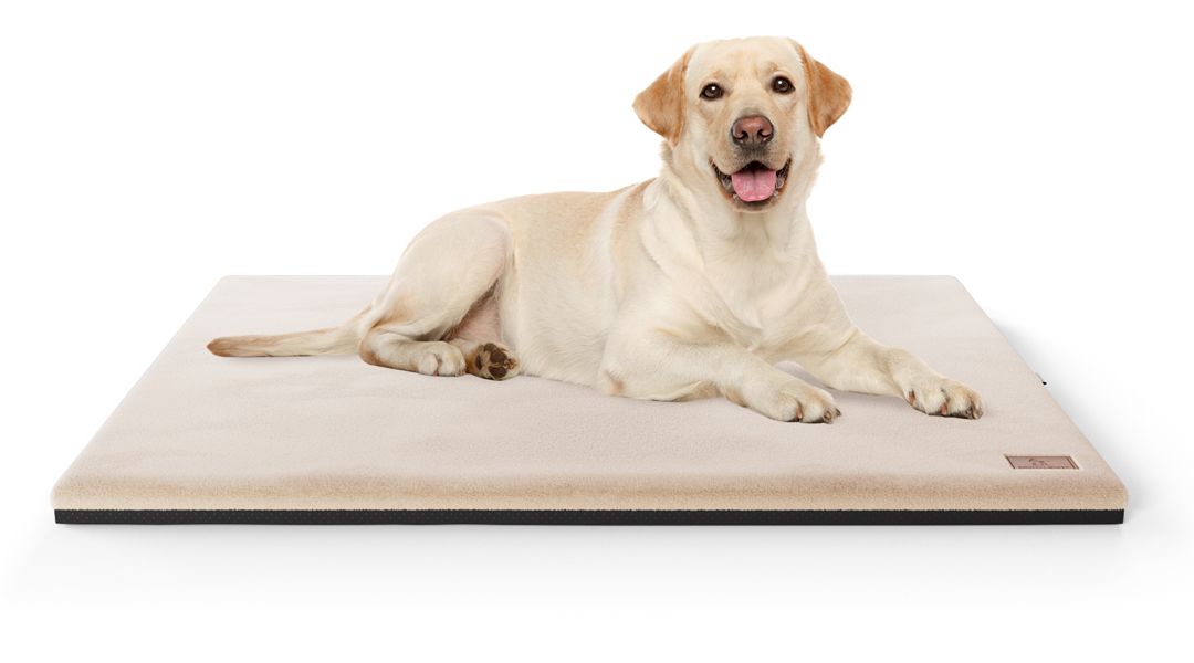 Beige orthopädische Hundematte mit schwarzem Rand. Ein Hund liegt darauf.