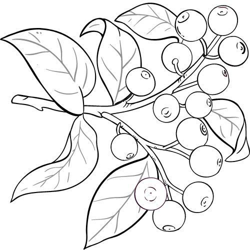 Alteya Organics Sandelholzöl 100%