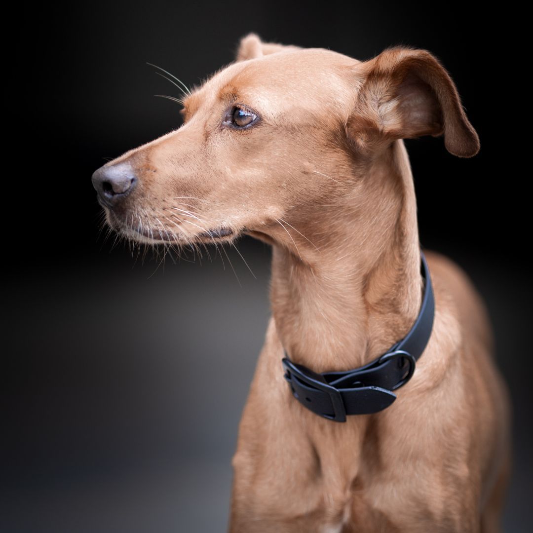 BioThane® Hundehalsband NEO Black - WOOFSTUFF