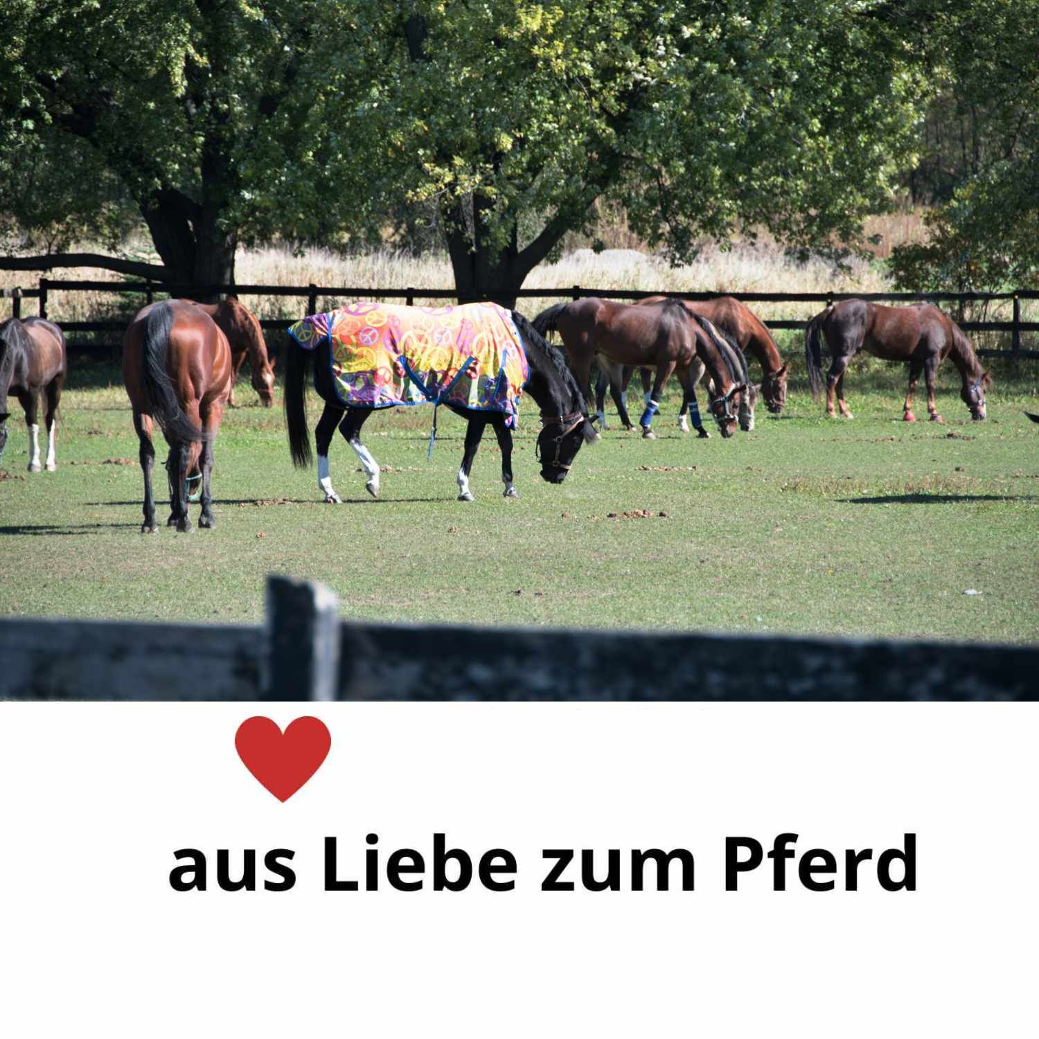 Mehrere Pferde auf einer Weide. Einige tragen Halfter. Text: aus Liebe zum Pferd.