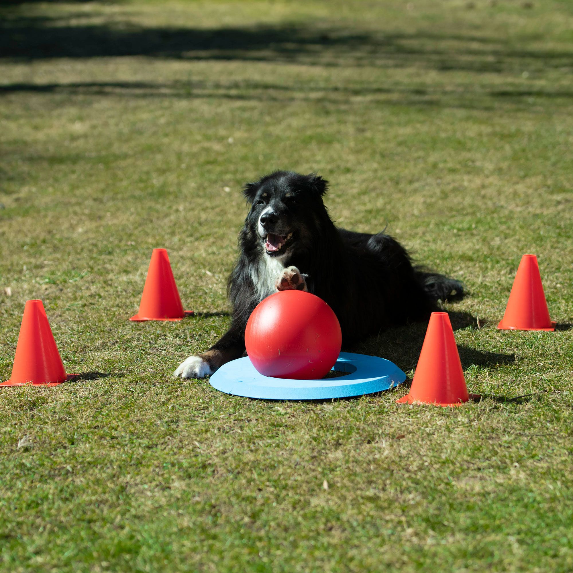 Hunde-Golf (Doggie-Golf Basis Set)