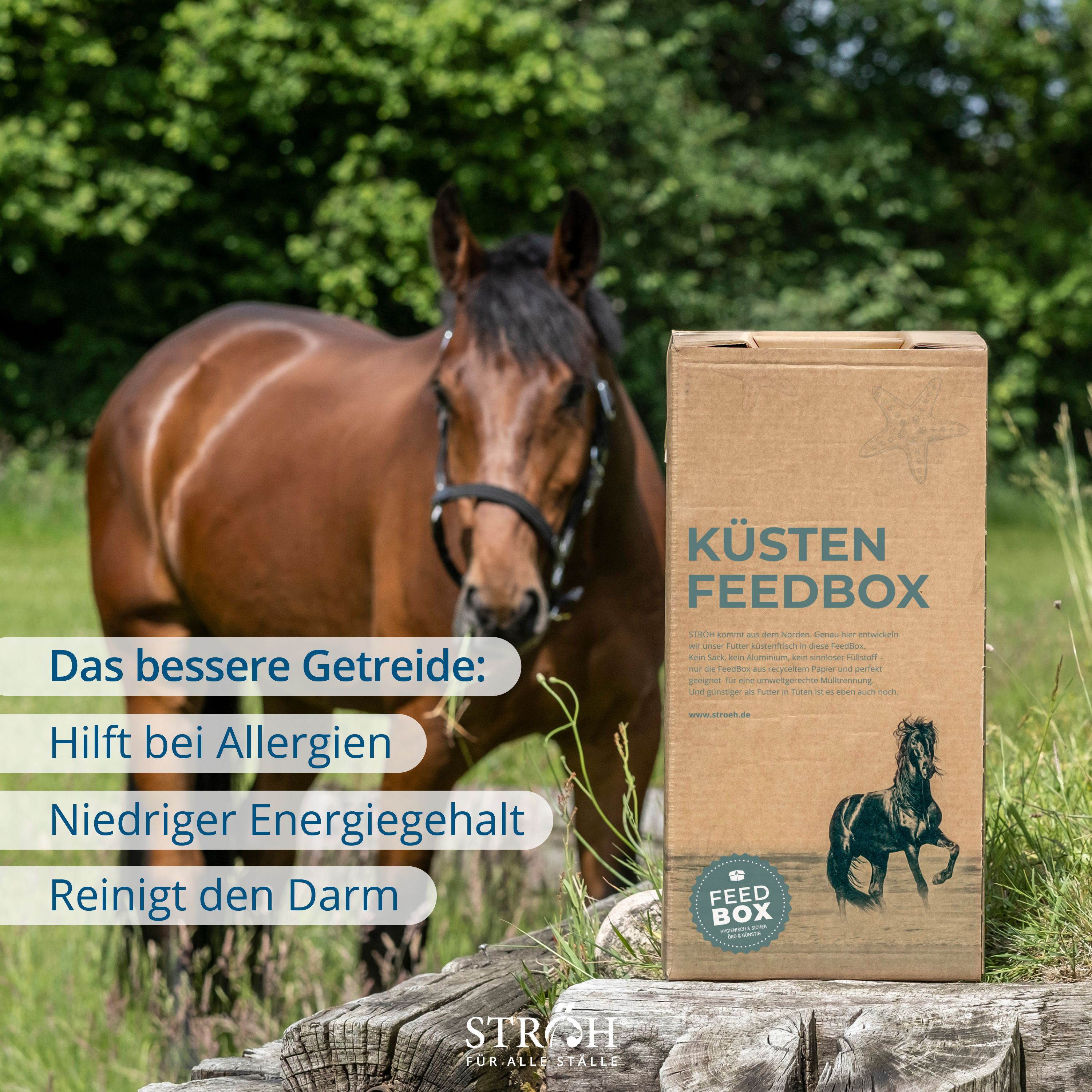 Pferd neben Karton "Küsten Feedbox" und Textfeld mit Aufzählungen. Marke: STRÖH.