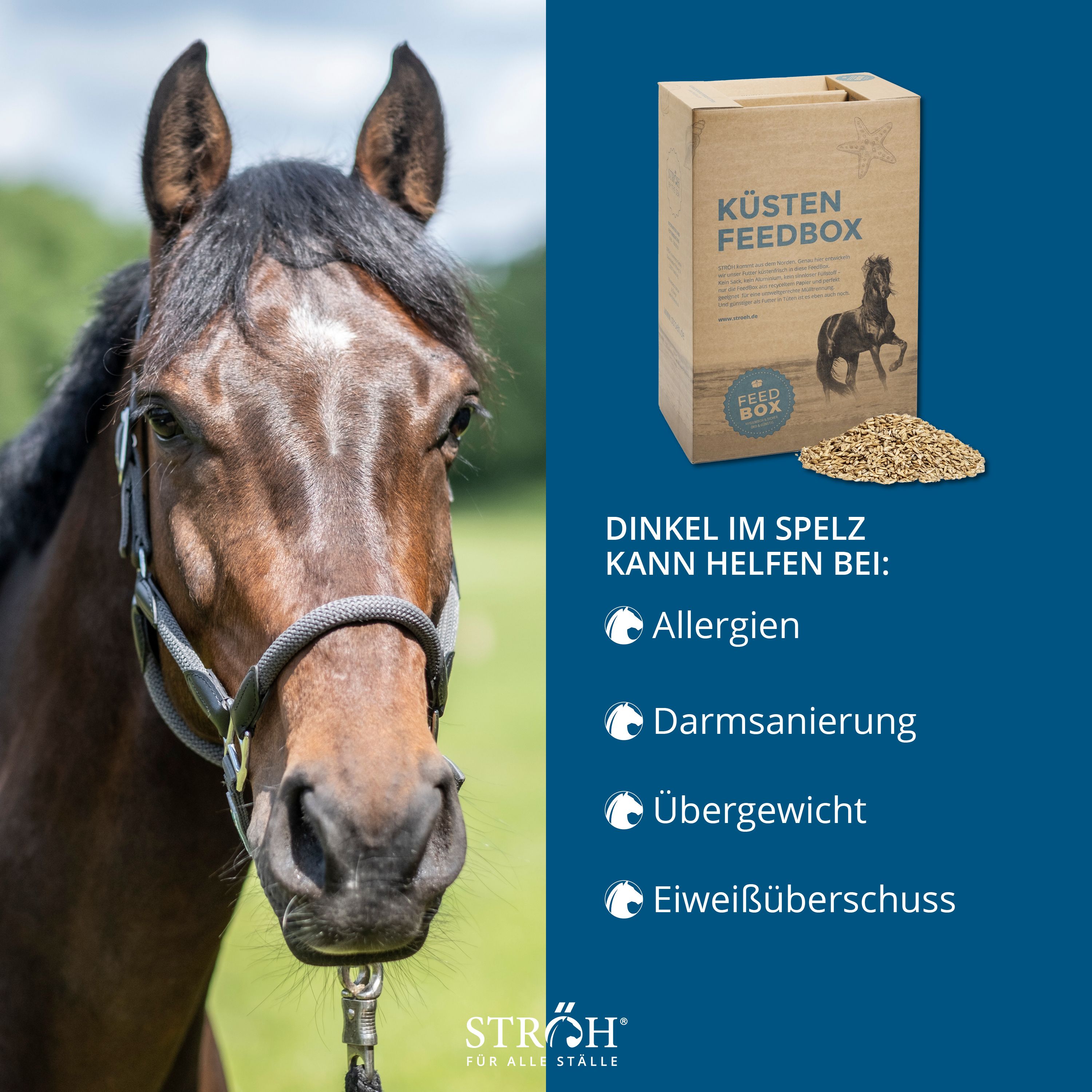 Pferd neben Textfeld mit "Dinkel im Spelz" und Aufzählungen. Im Hintergrund Karton "Küsten Feedbox". Marke: STRÖH.