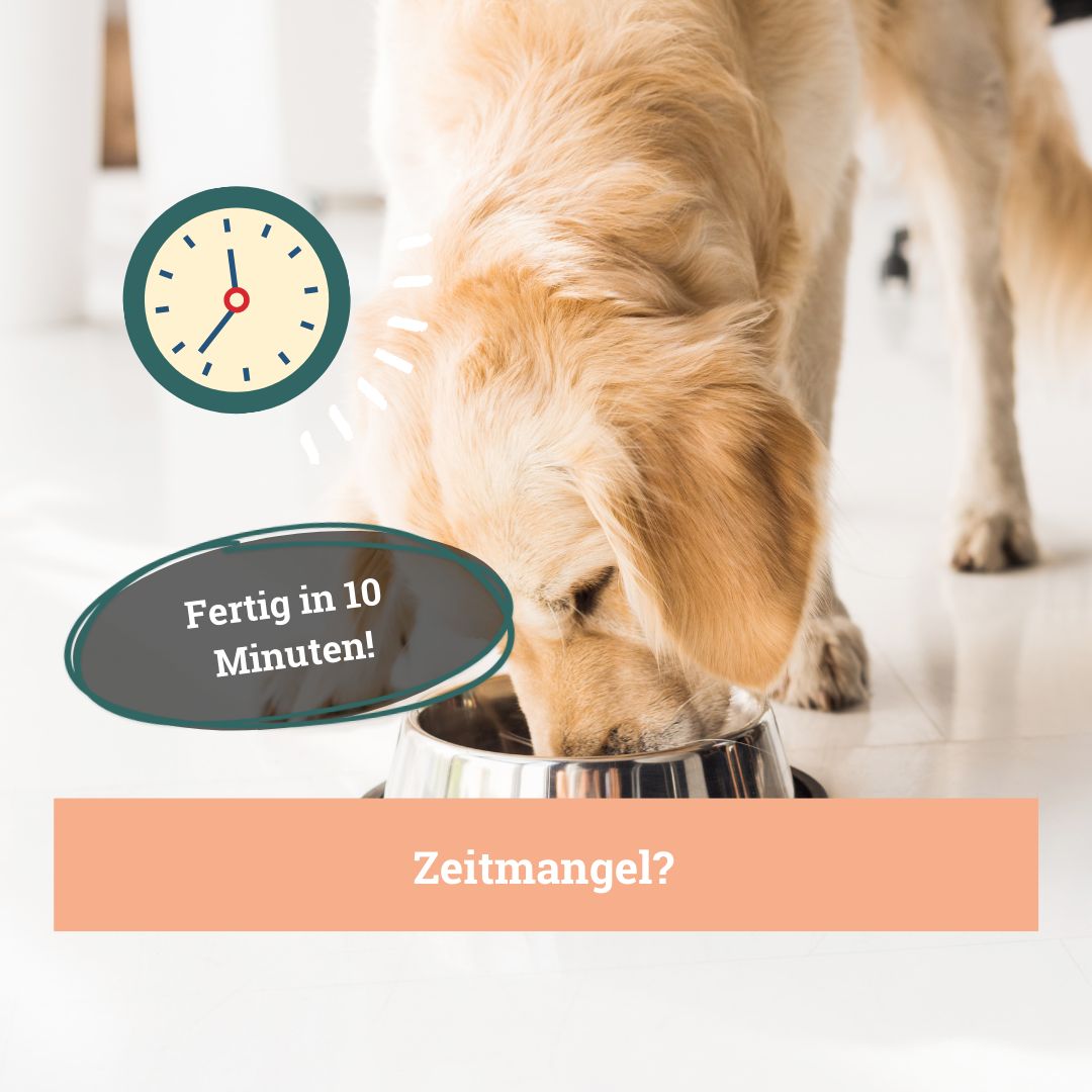 Hund frisst aus einer Metallschüssel. Text: Fertig in 10 Minuten!