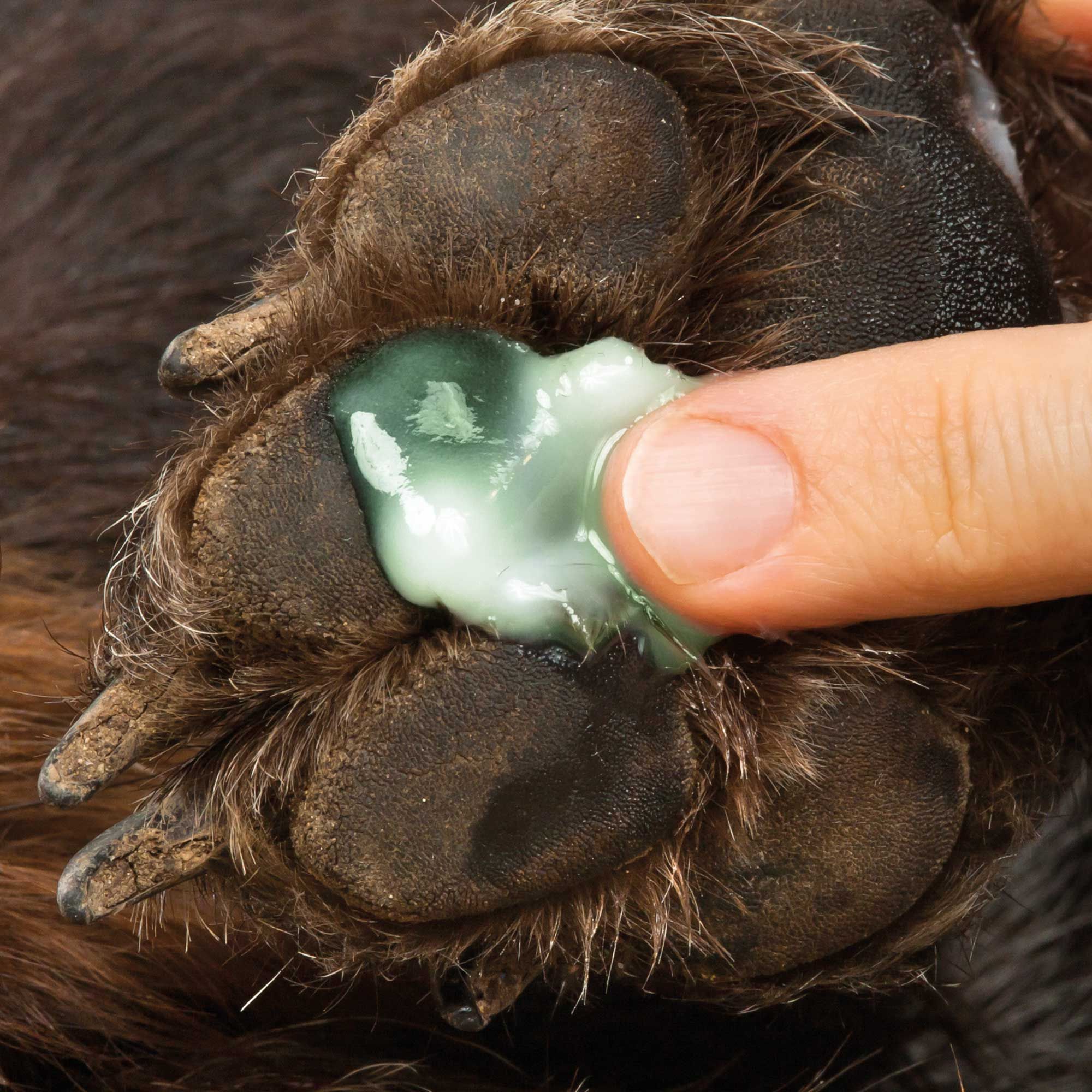 Schecker Pfotenpflege - Pfotenbalsam für Hunde