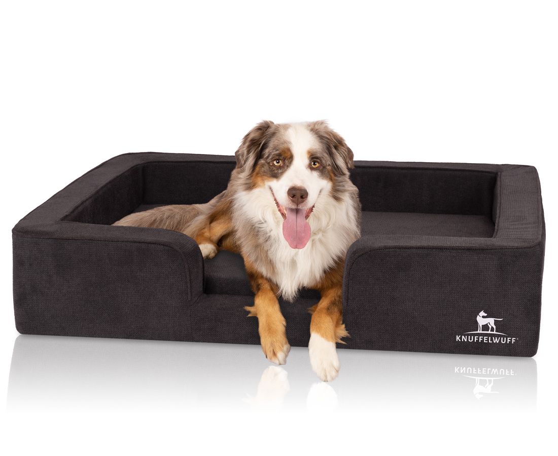 Hund liegt in orthopädischem Hundebett. Dunkelbraunes Bett mit hellgrauer Liegefläche. Logo: Knuffelwuff. Hund mit braun-weißem Fell.