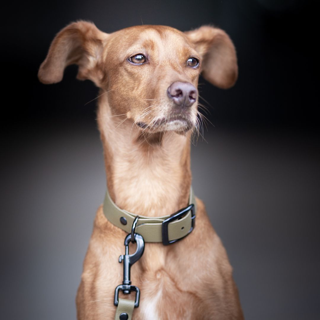 Hund mit olivegrünem Halsband und Leine. Schwarzer Karabinerhaken. BioThane®-Material.