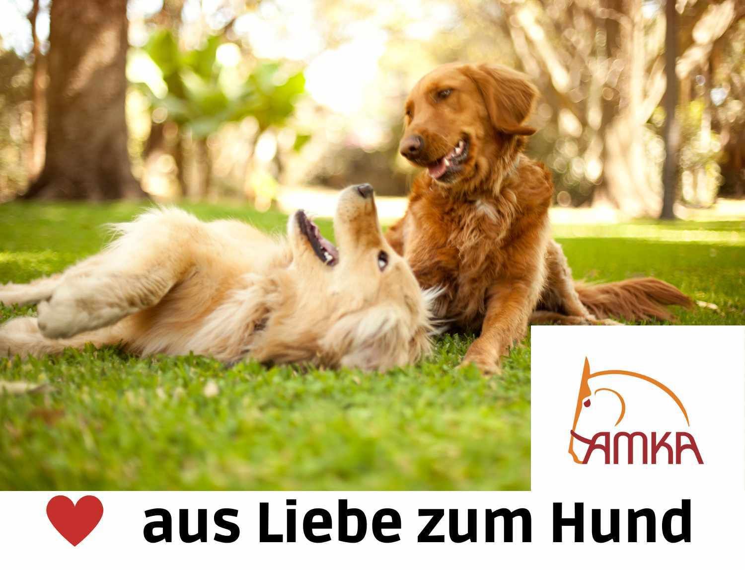 Weaver Hundehalsband Hunt & Sport Plus Premium Geschirrleder, 2,5 cm breit