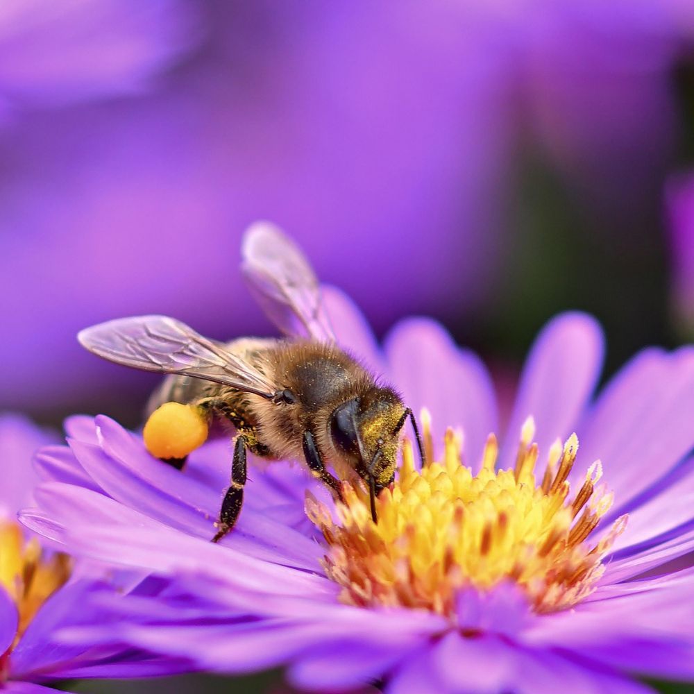 Biene auf lila Blüte, mit Pollen an den Beinen.