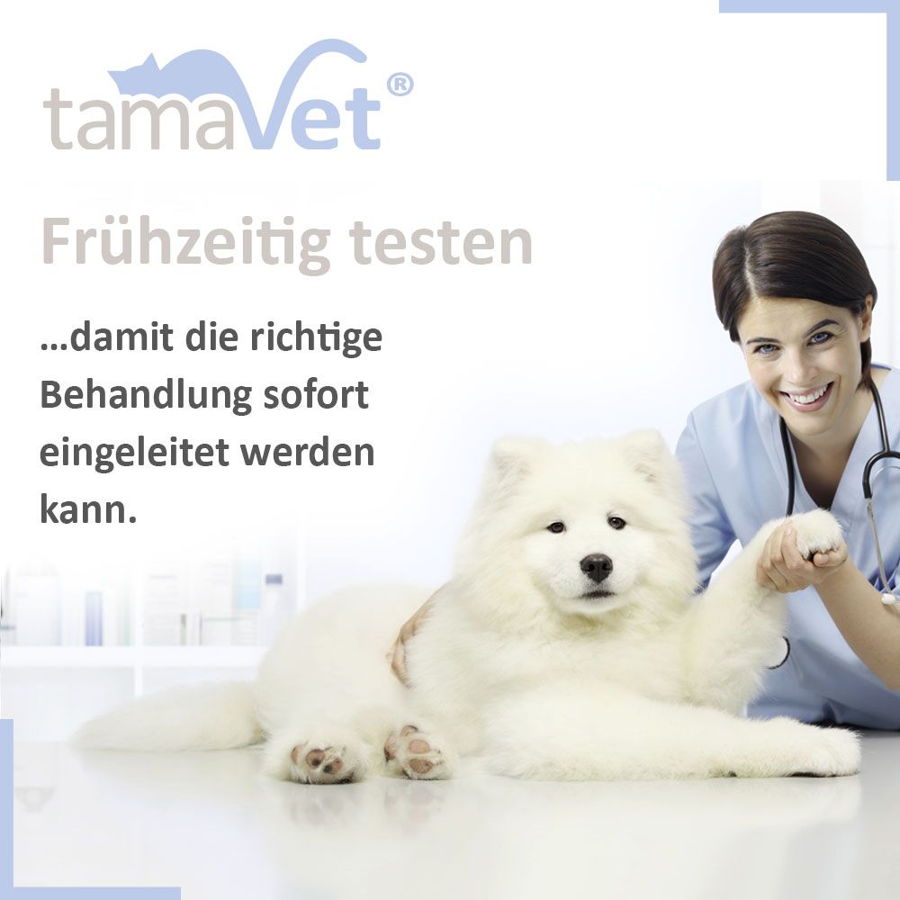 Werbebild mit Tierarzt und Hund. Text: Frühzeitig testen...damit die richtige Behandlung sofort eingeleitet werden kann.