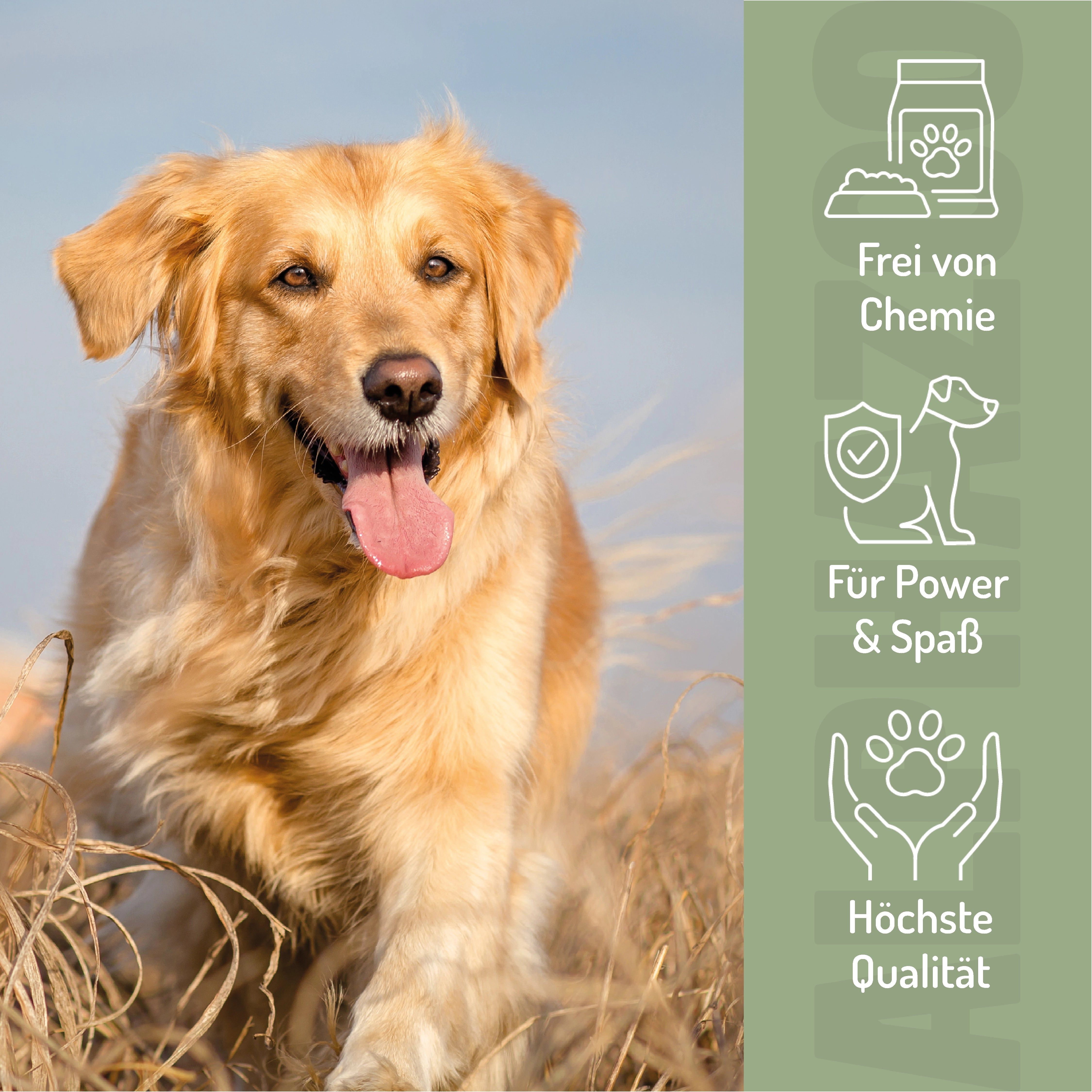 Goldener Retriever im Freien. Icons: Frei von Chemie, Für Power & Spaß, Höchste Qualität. Hintergrund: grüner Bereich.