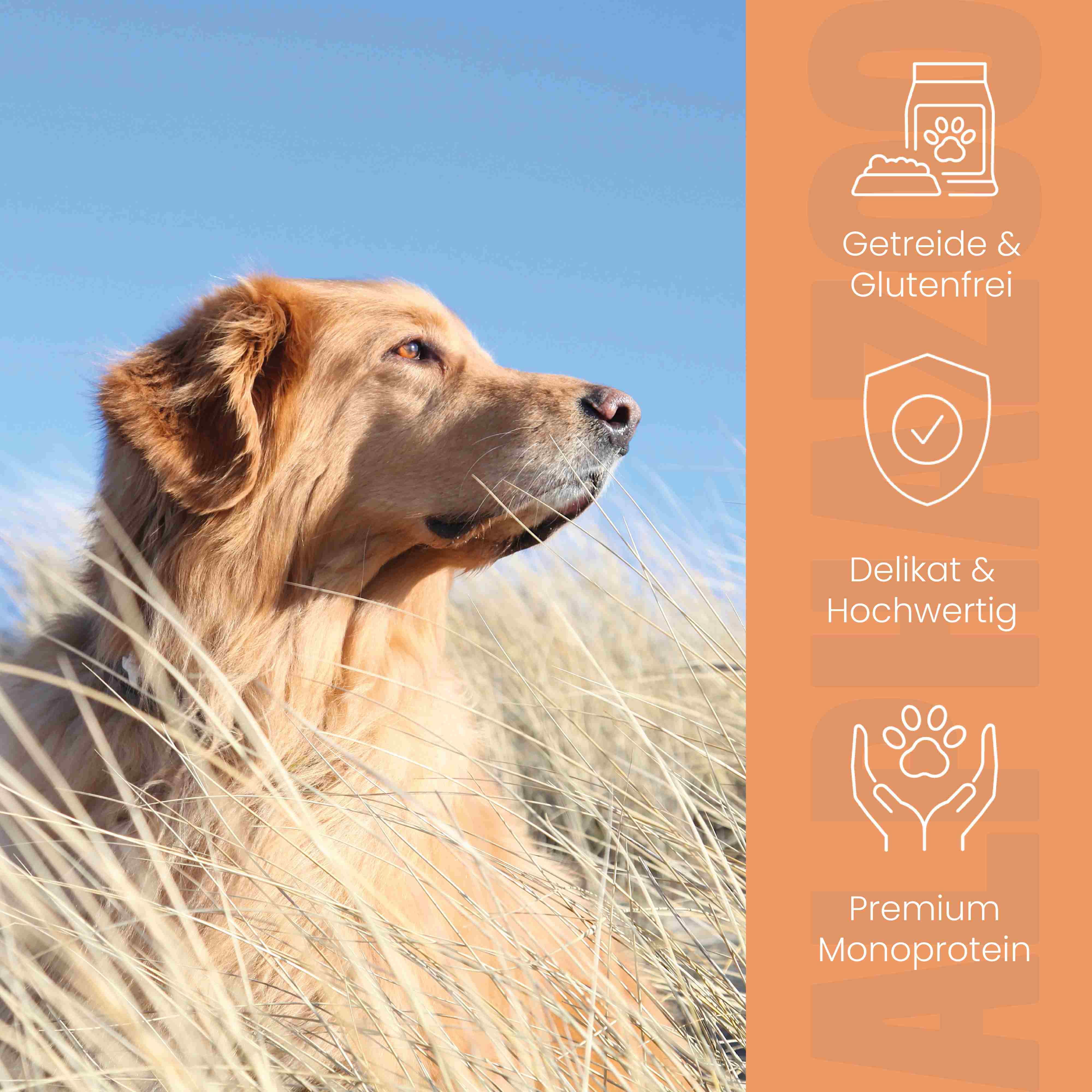 Hund im Gras, Blick nach oben. Icons: Getreide & Glutenfrei, Delikat & Hochwertig, Premium Monoprotein.