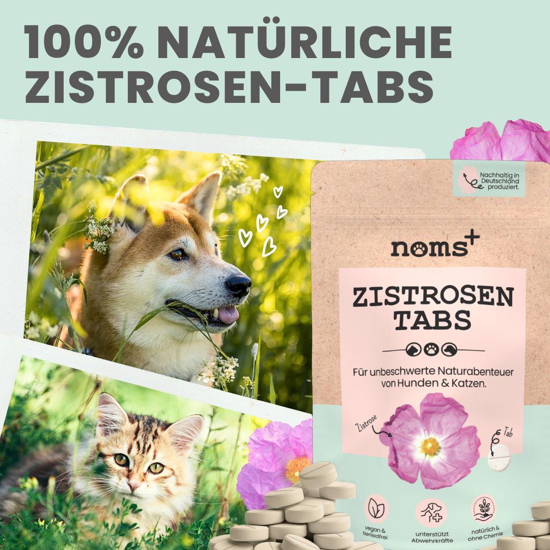 noms+ Zistrosen Tabs - 100% natürliches Zistrosen-Leckerli für Wald- & Wiesenspaziergänge